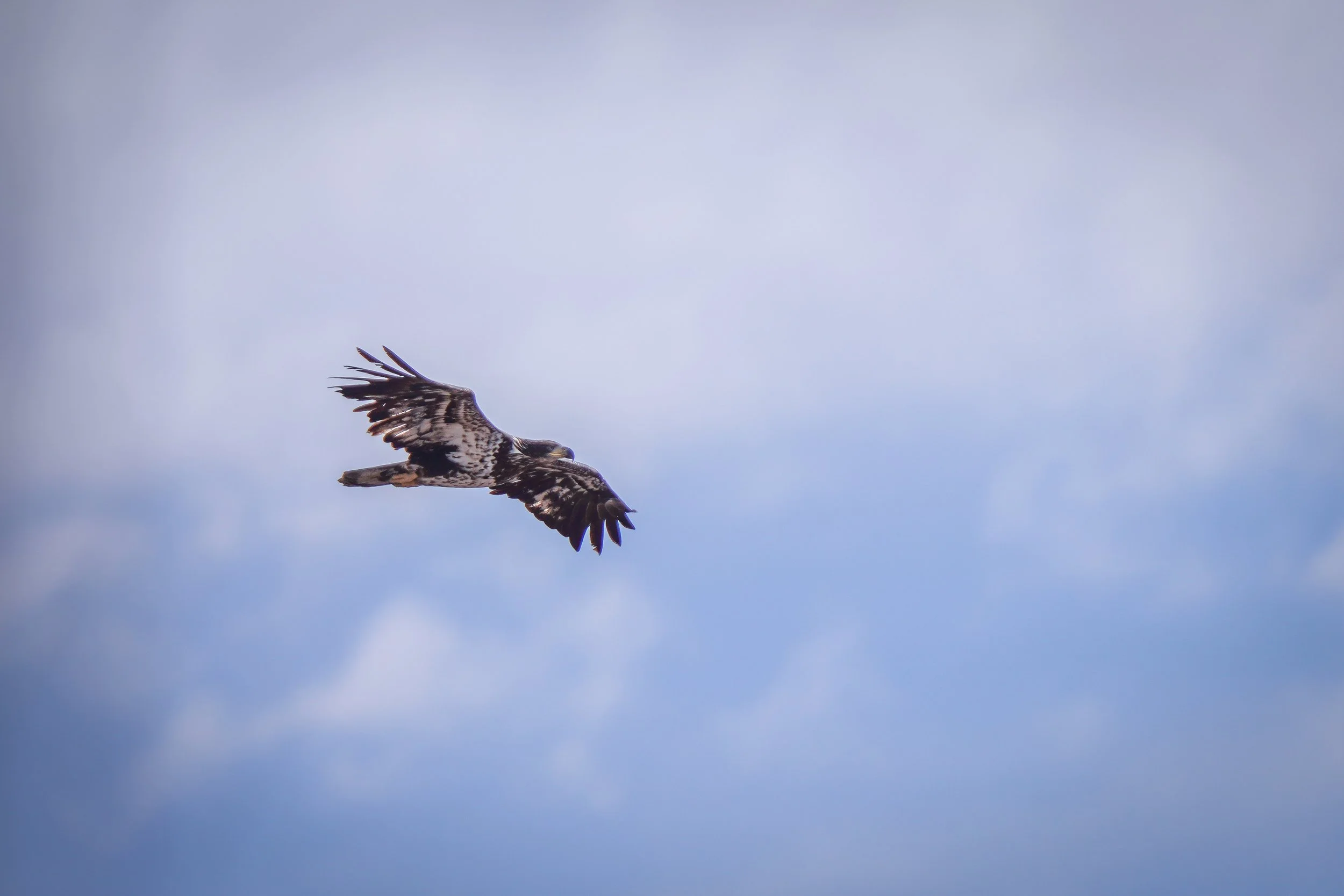 Young Bald Eagle