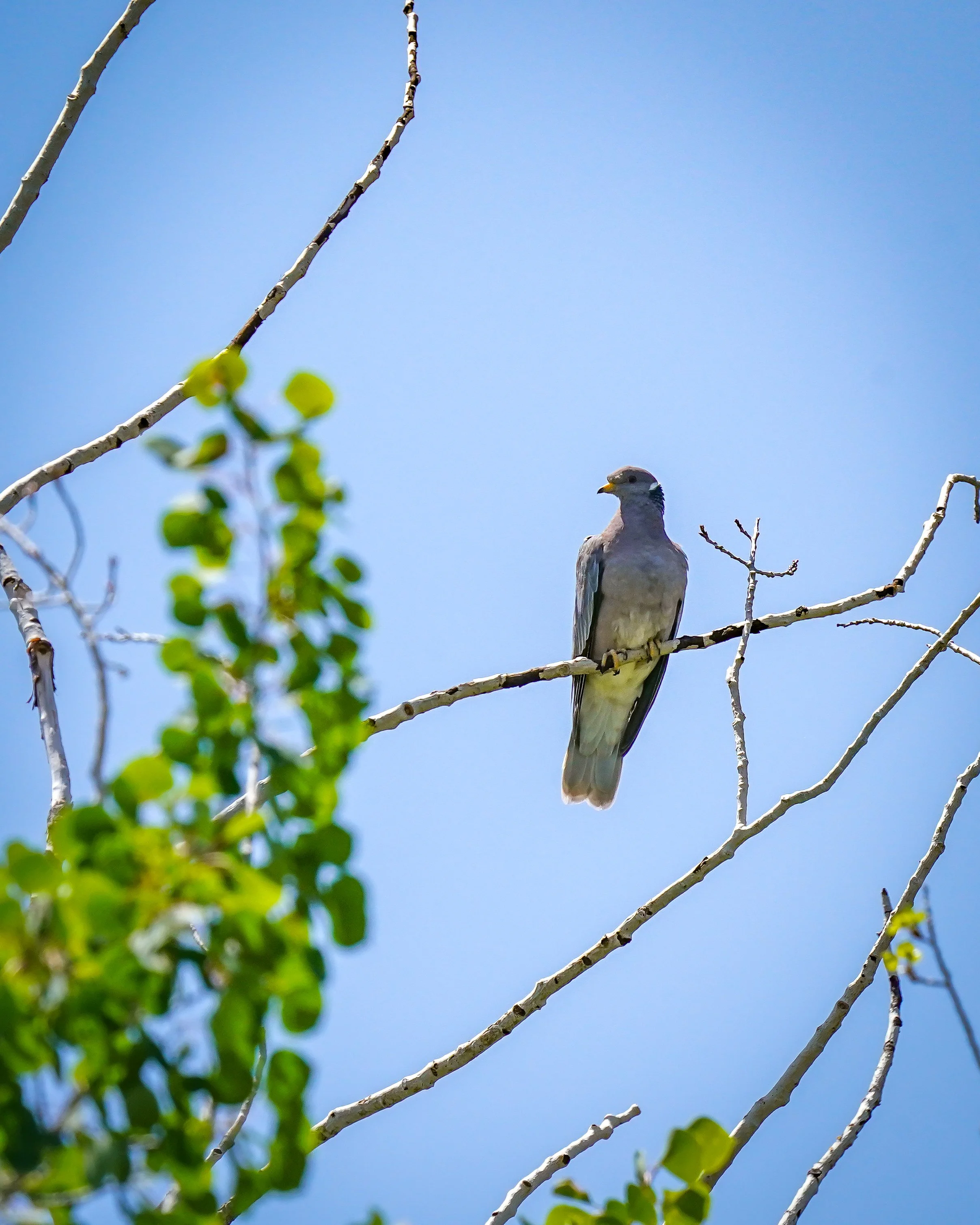 Band-tailed Pigeon (lifer)