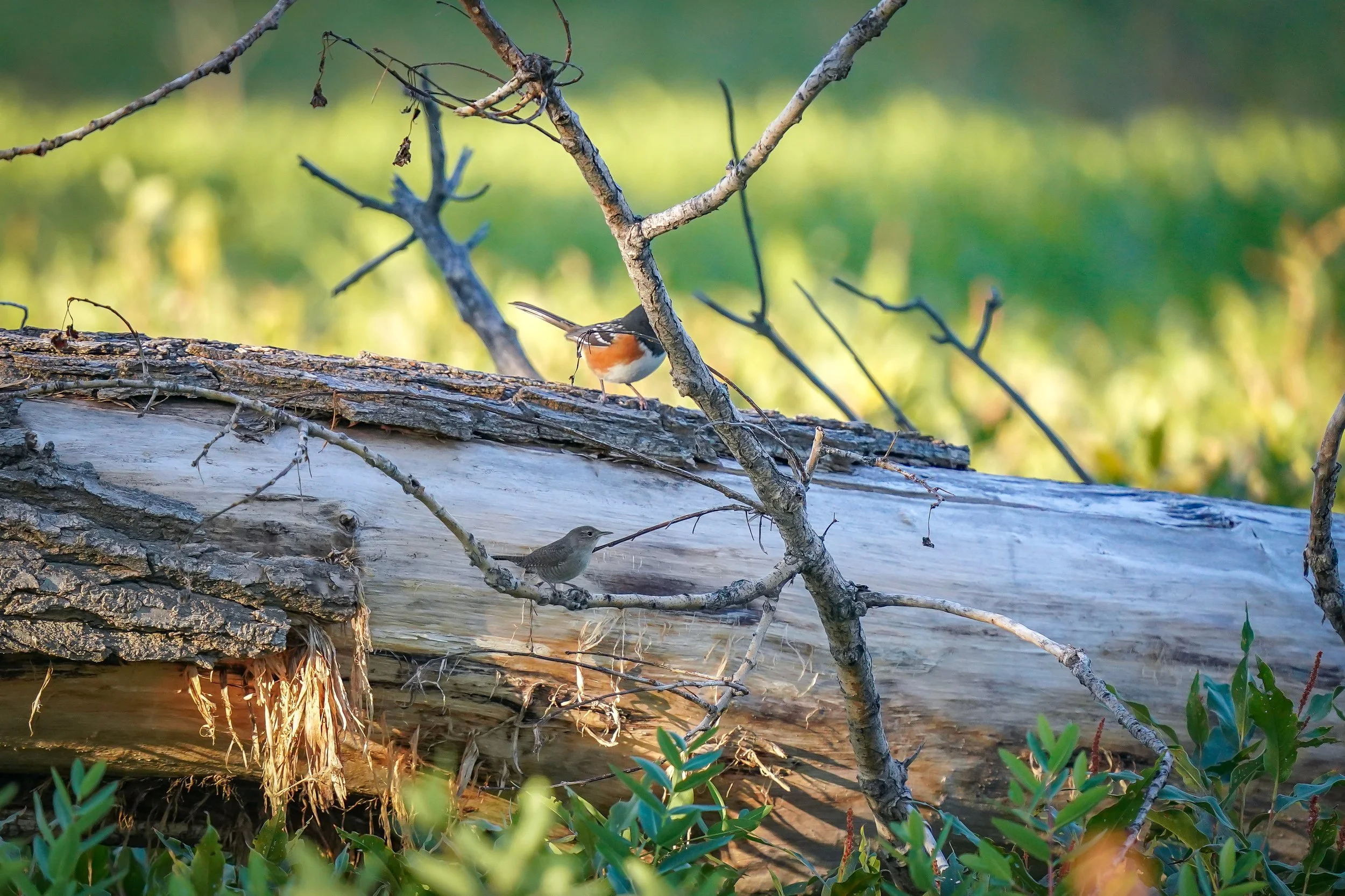 A Spotted Towhee & House Wren at Barr Lake