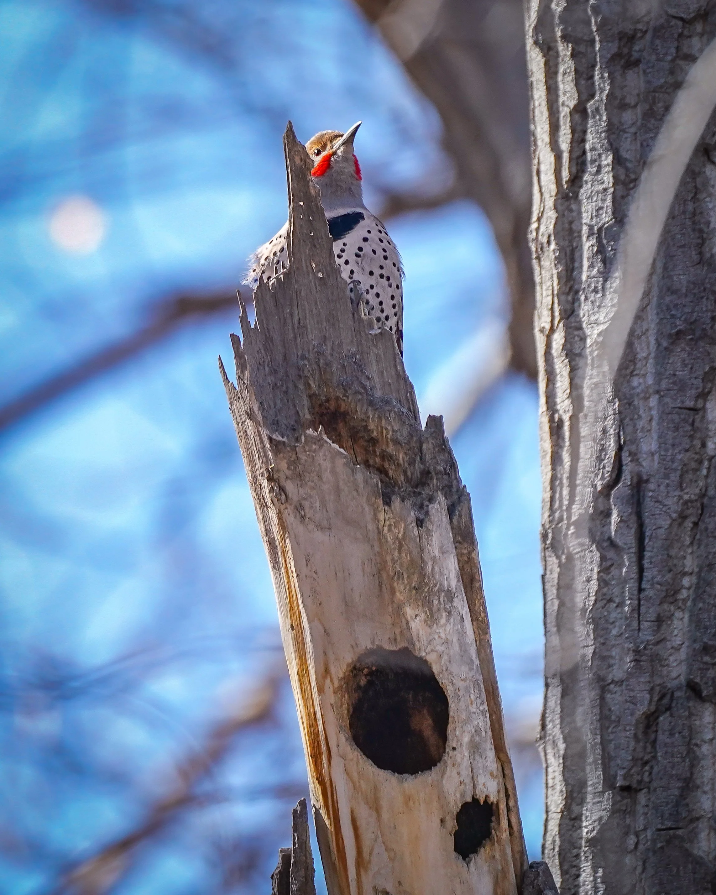 Male Northern Flicker claiming territory