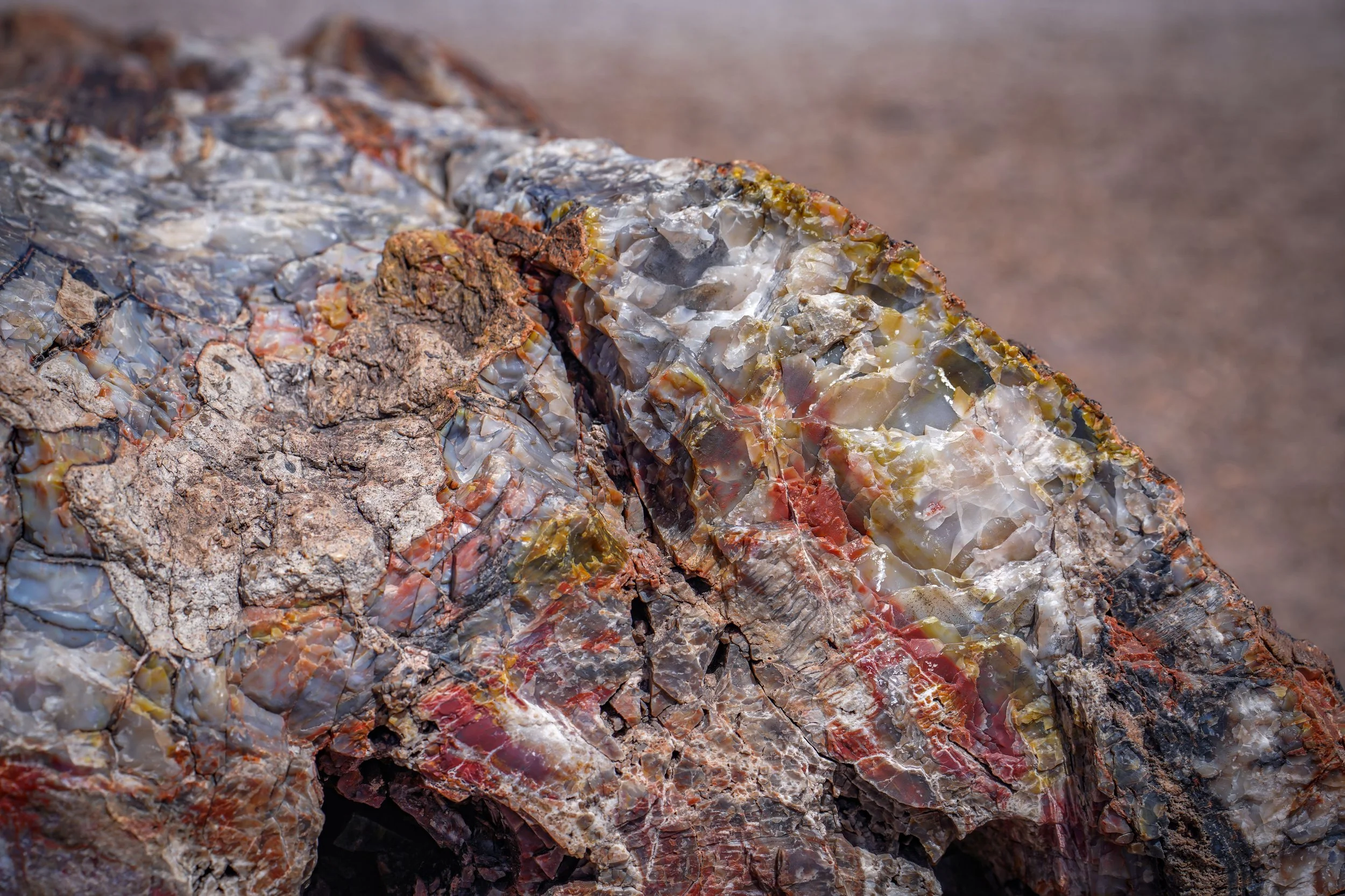 Close up of petrified tree