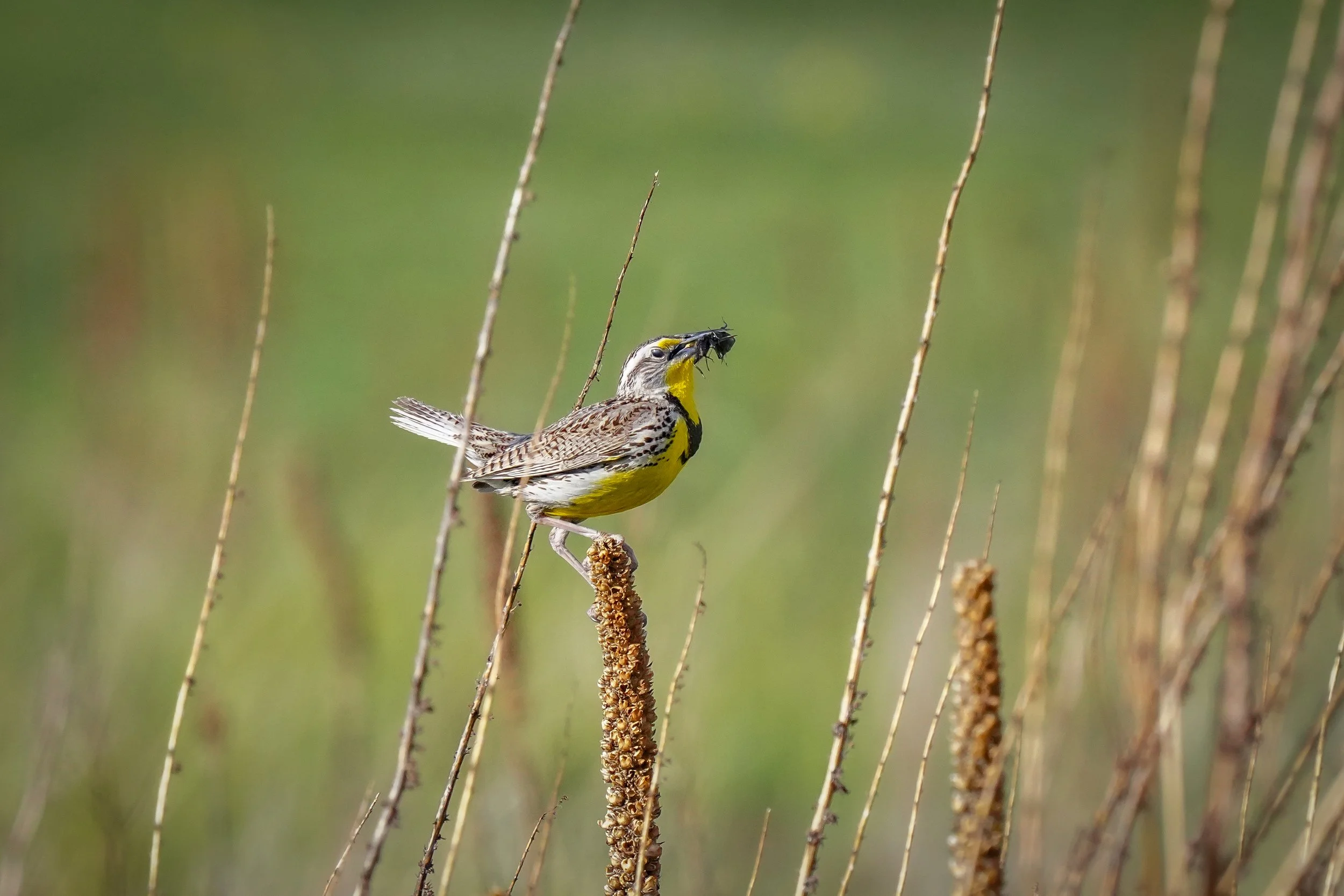 Western Meadowlark with cricket