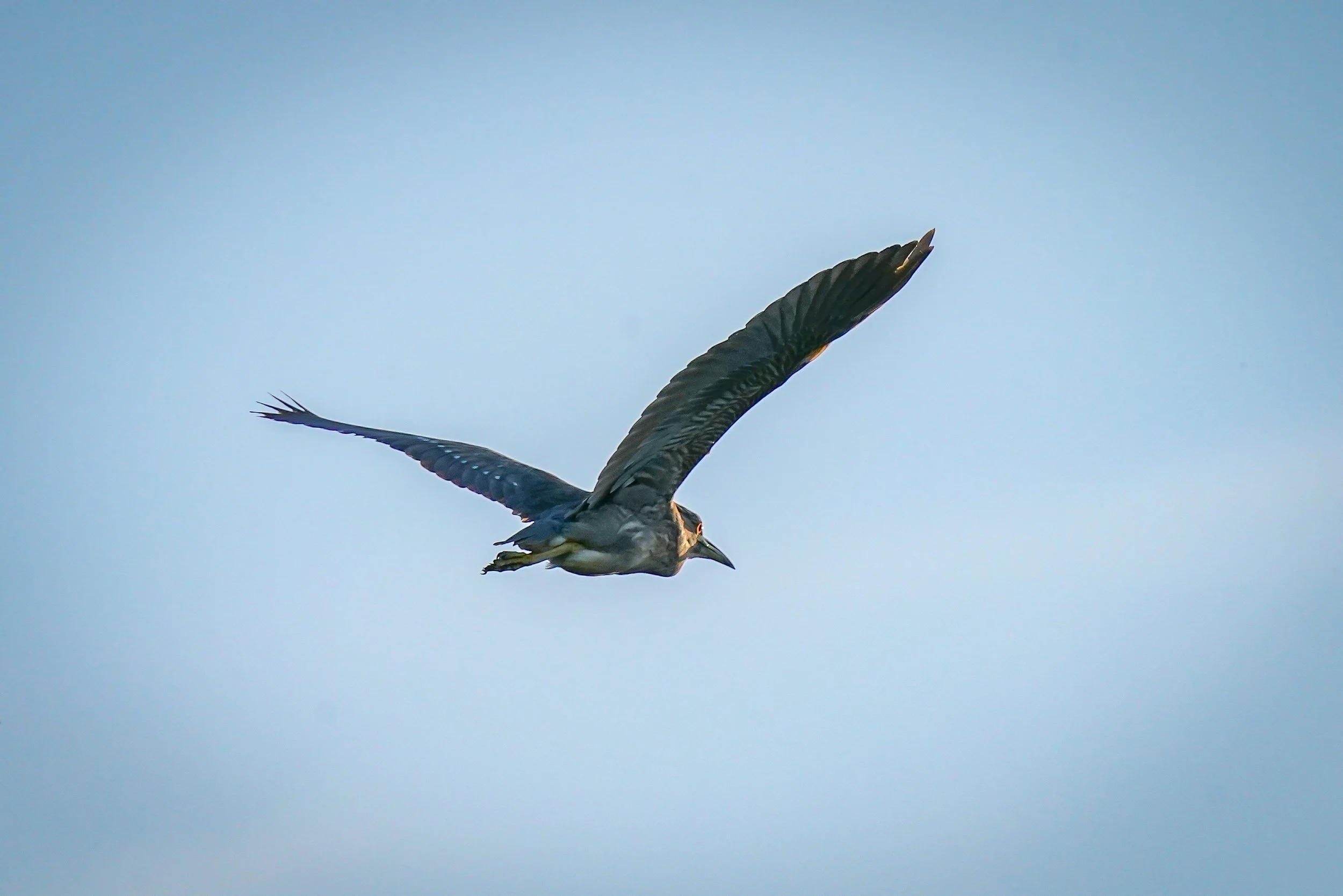 Black-crowned Night Heron fly-by