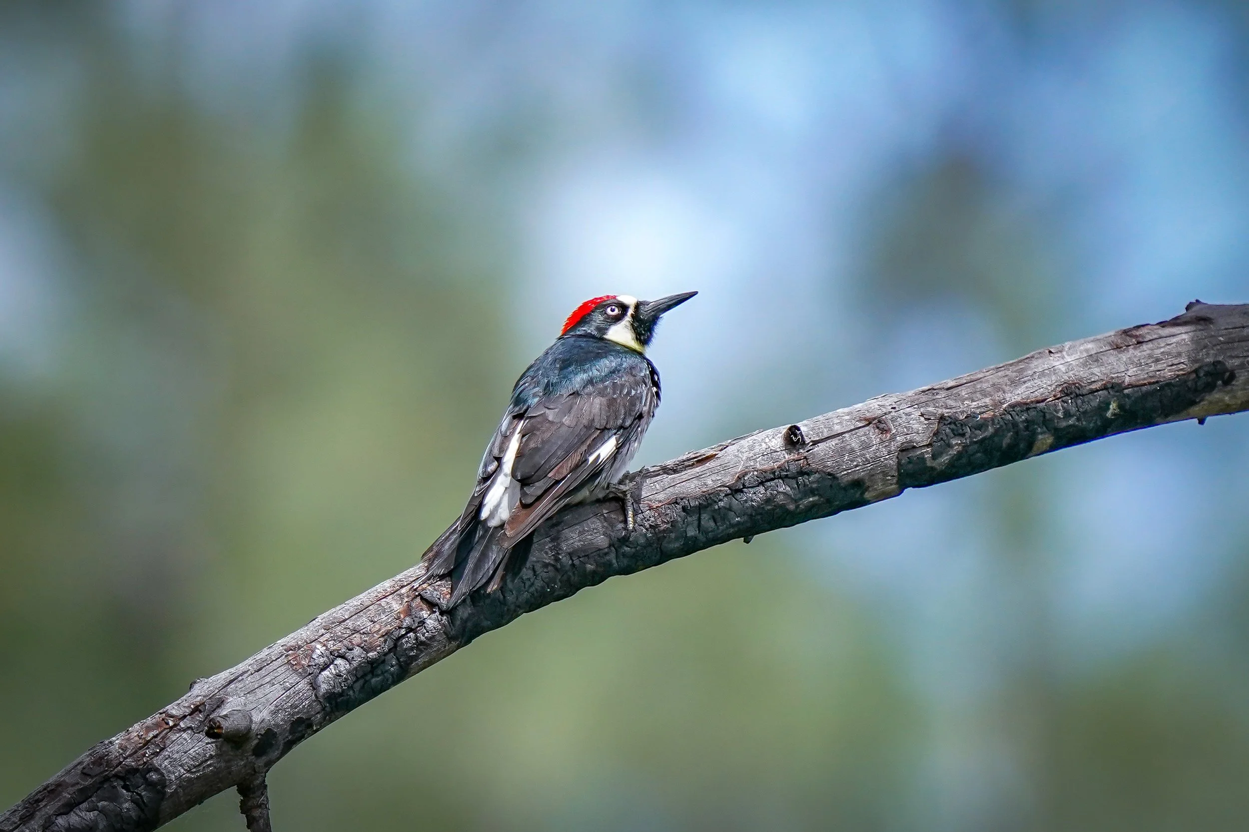 The elusive ACORN WOODPECKER!  One of these skunked me in Colorado, so it was wonderful to see several here