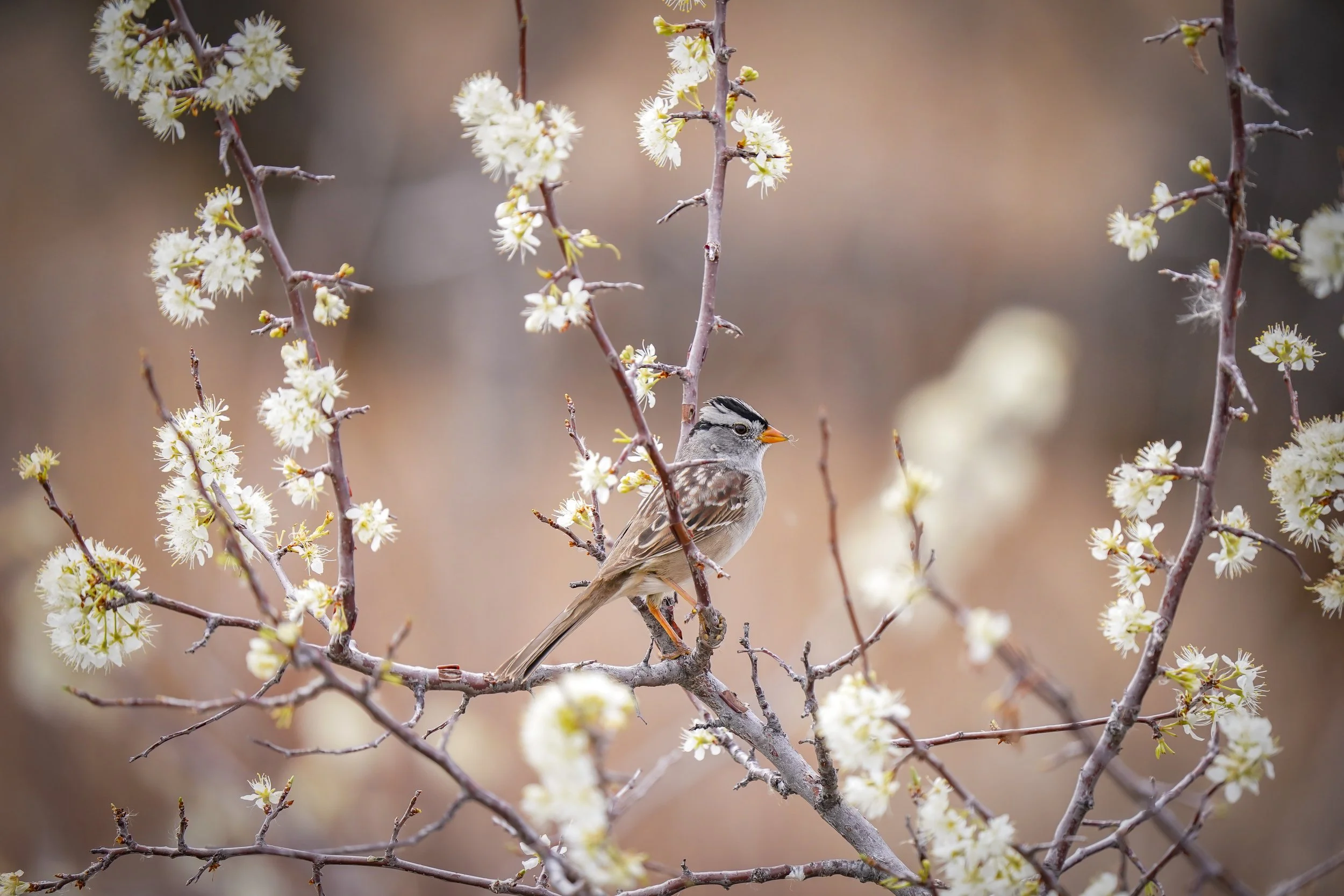 White-crowned Sparrow