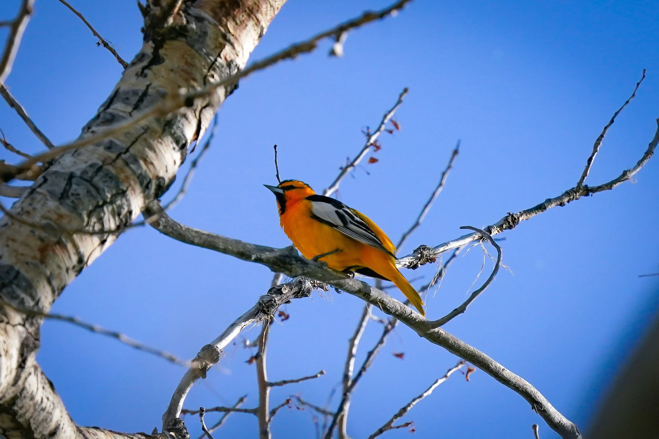 Bullock's Oriole