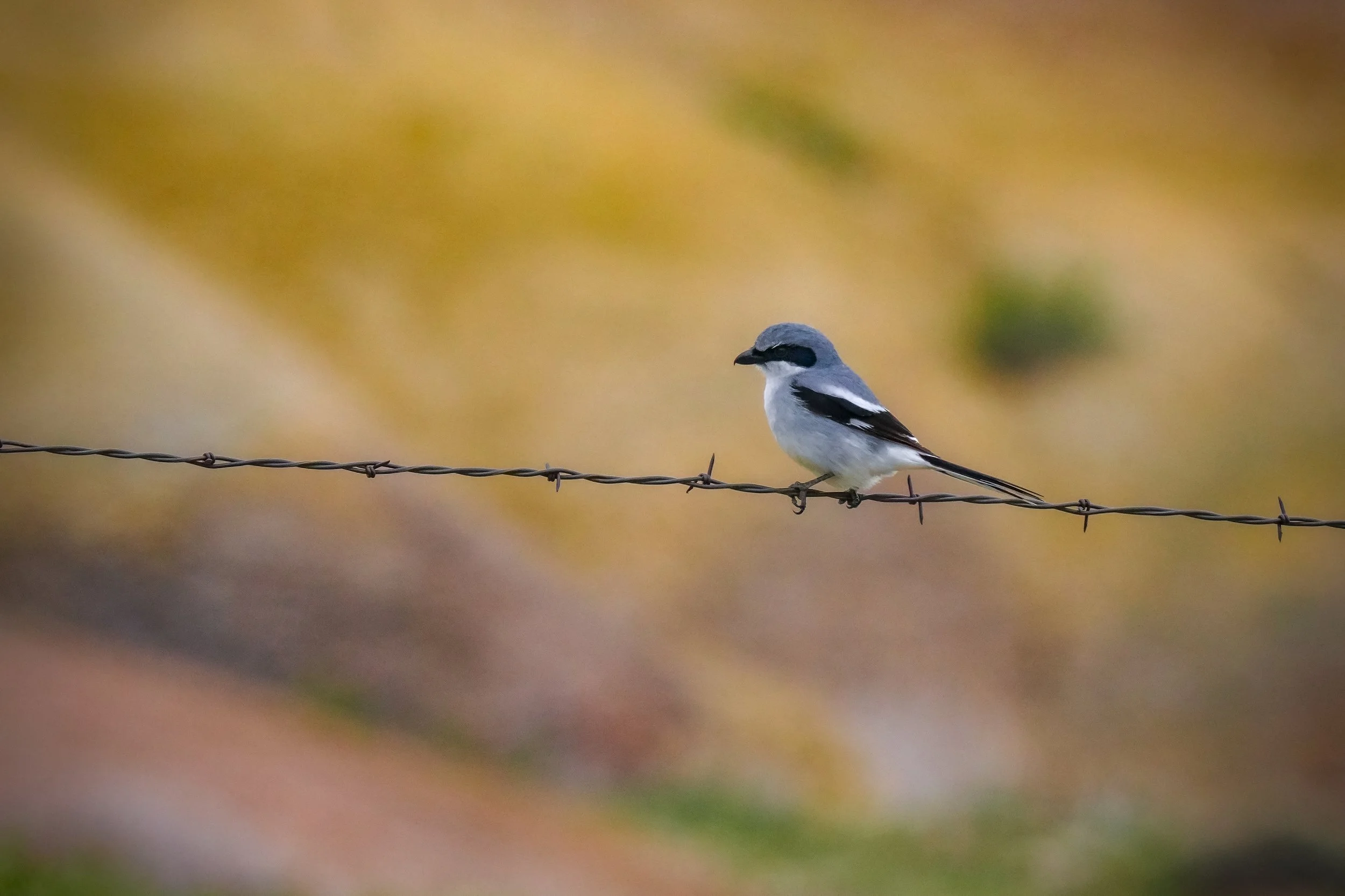 Loggerhead Shrike