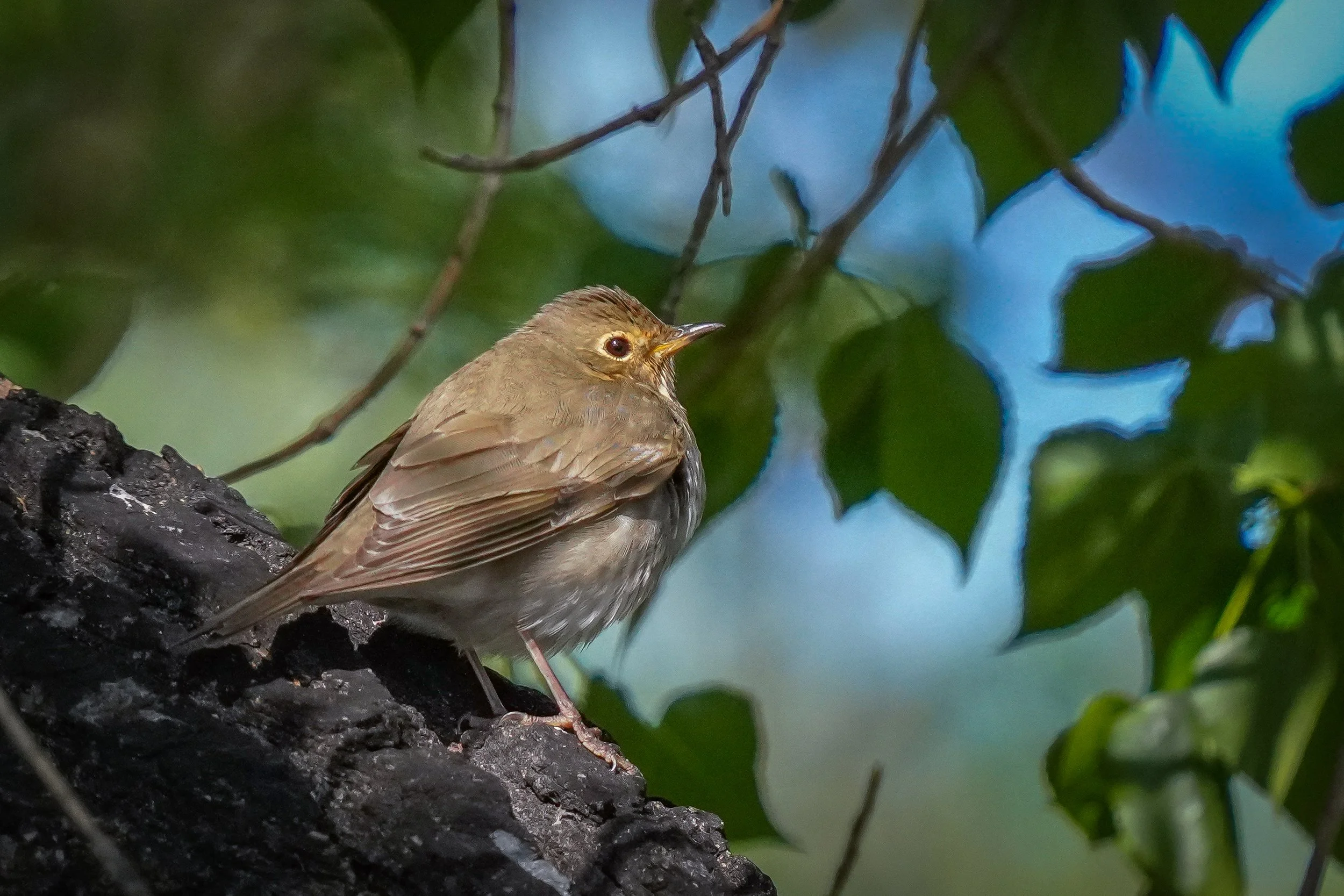 Swainson's Thrush