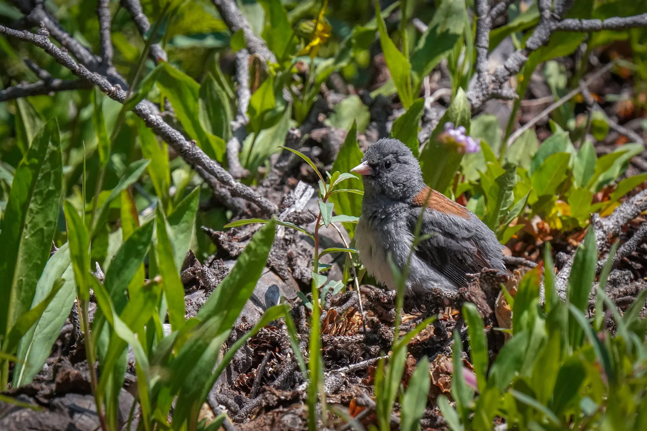 Dark-eyed Junco