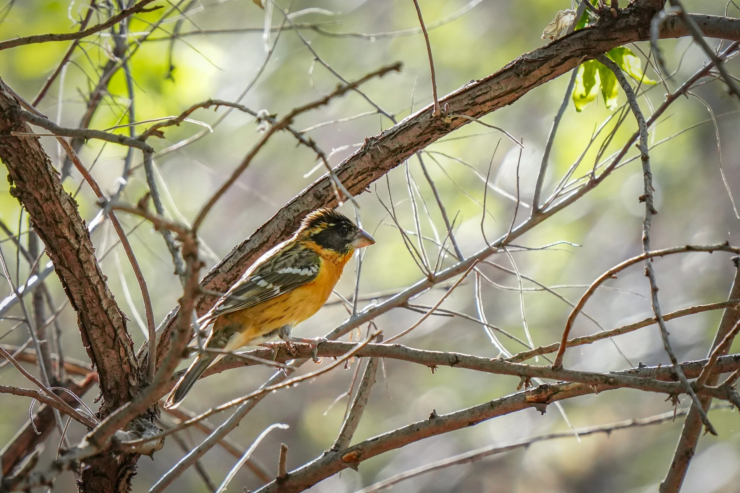 Black-headed Grosbeak (male)