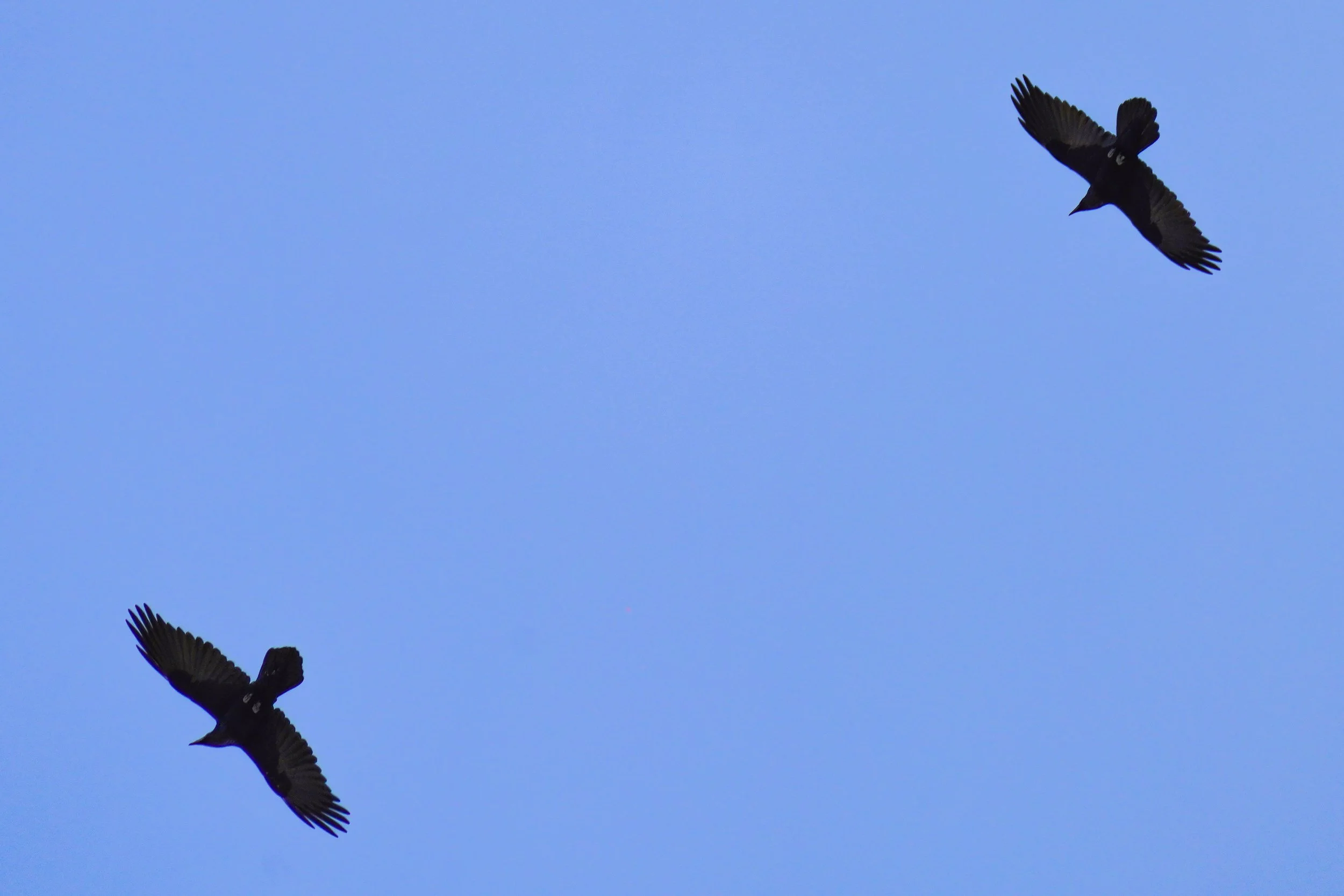 Pair of Common Ravens