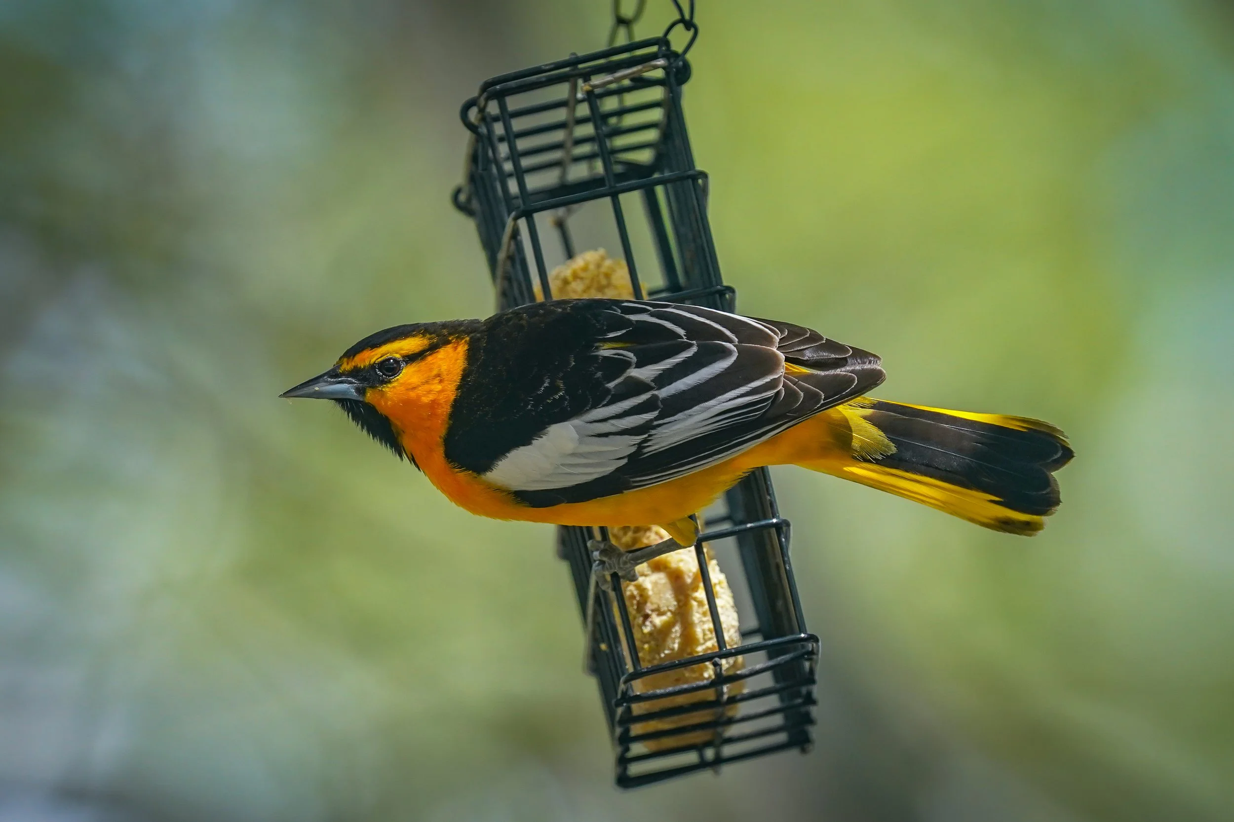 Bullock's Oriole