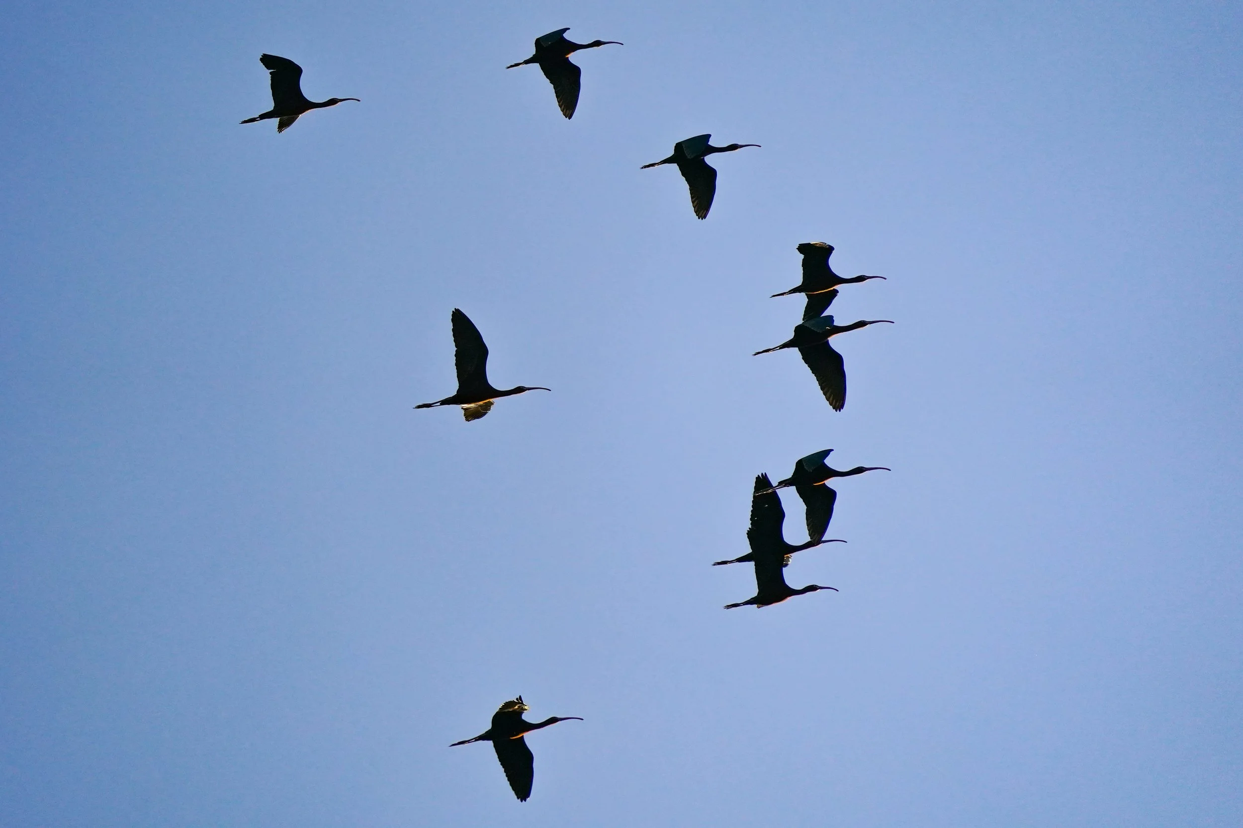 White-faced Ibis