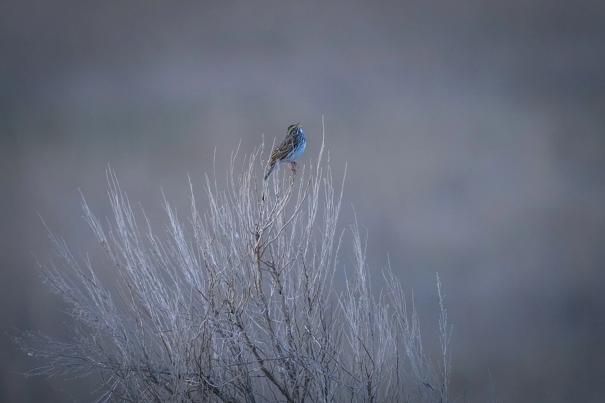 Savannah Sparrow