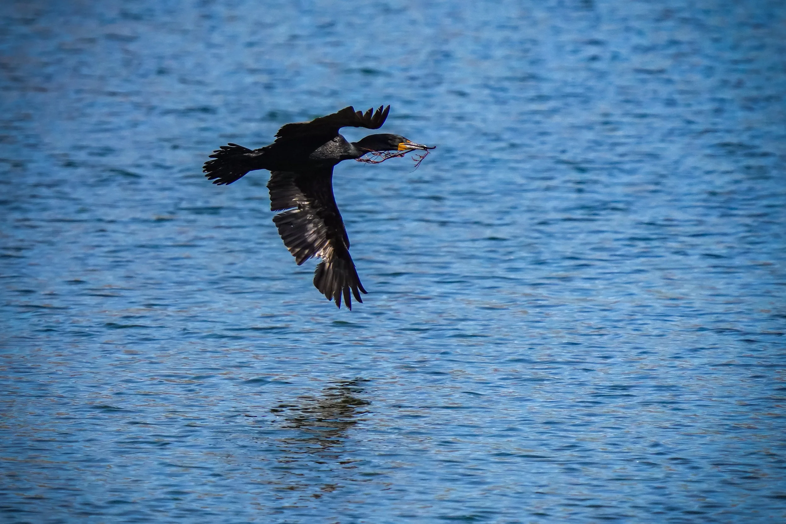 Double-crested Cormorant