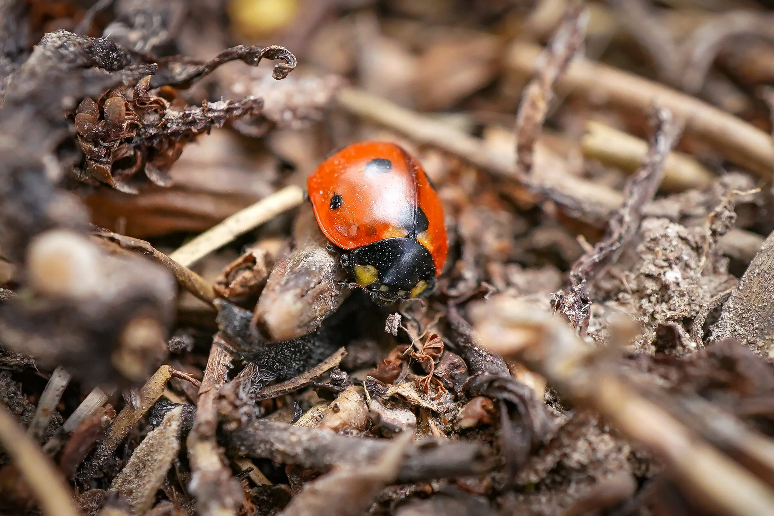 Ladybug