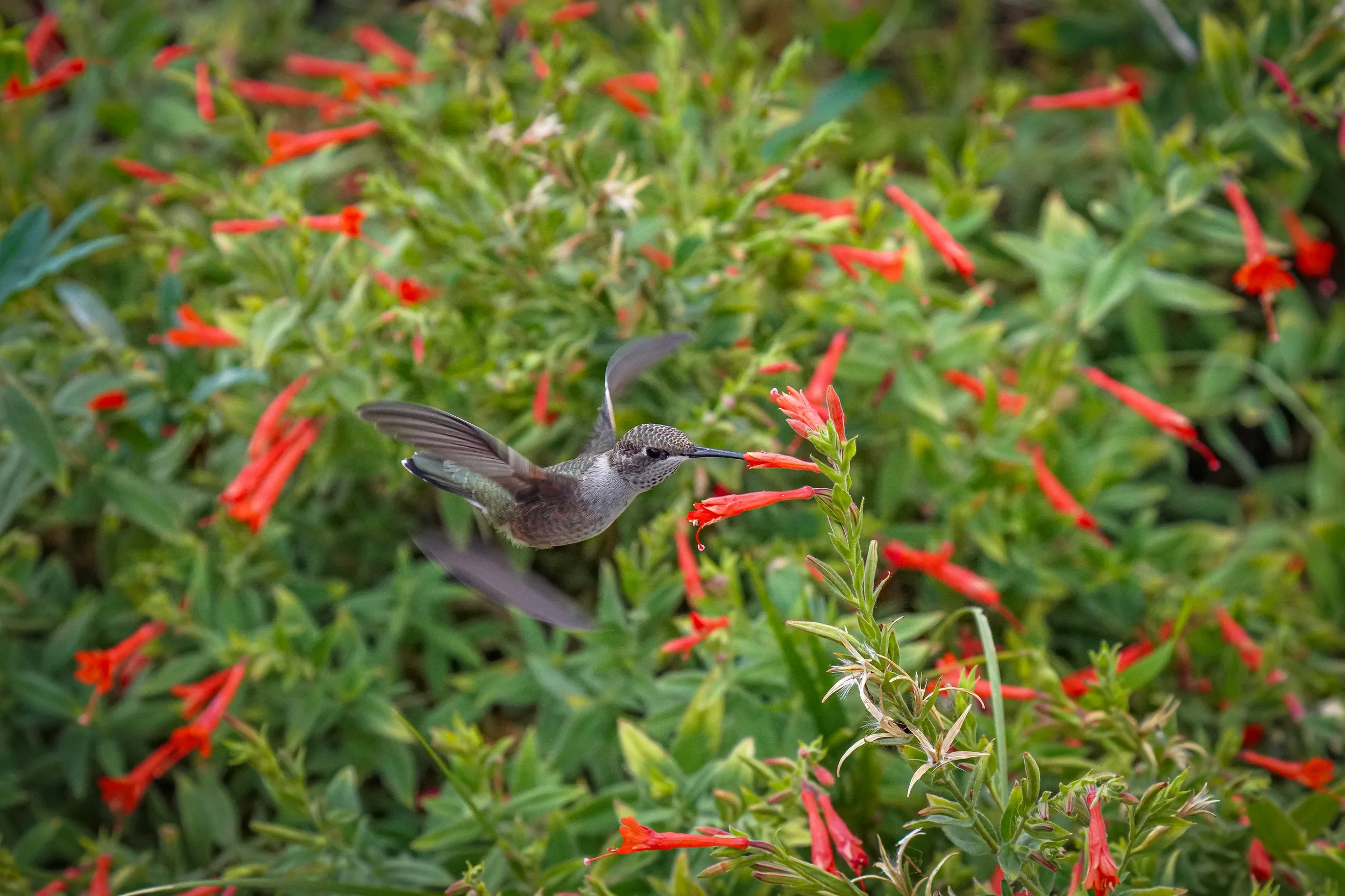 Broad-tailed Hummingbird