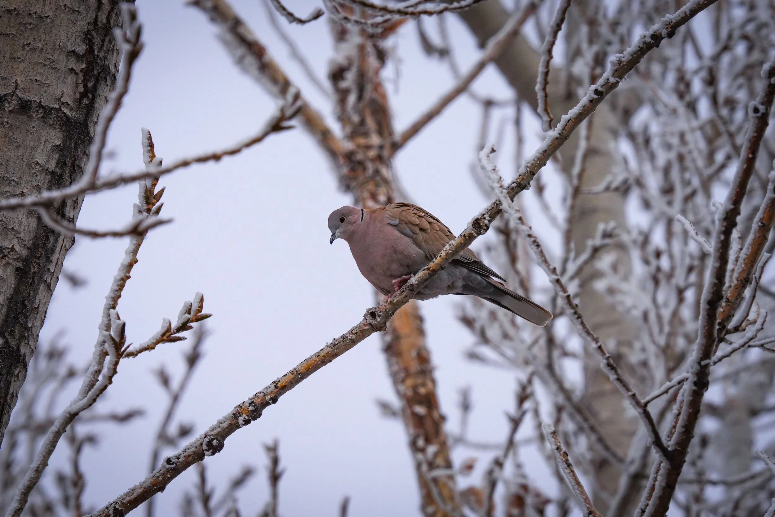 Eurasian Collared Dove