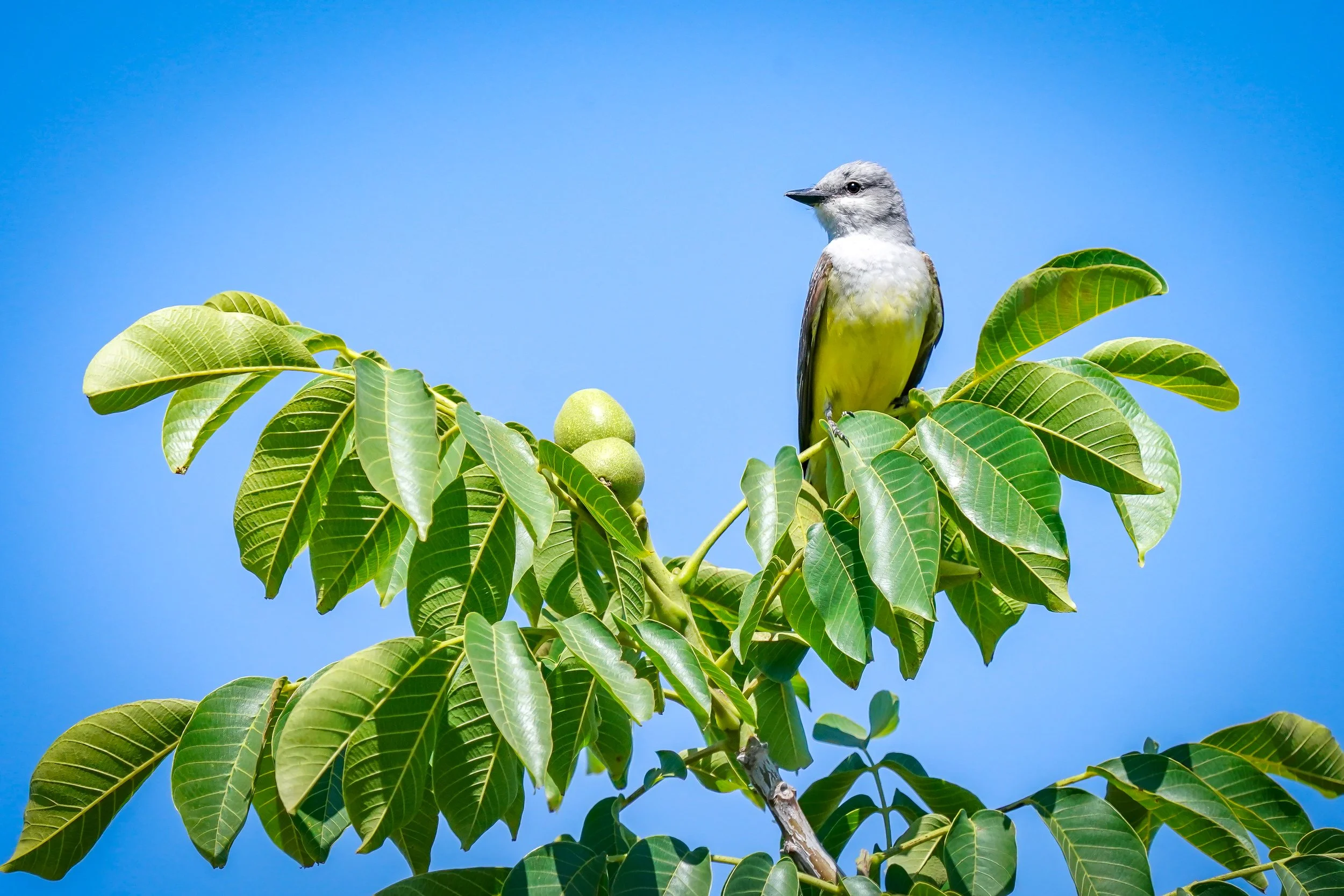 Western Kingbird 