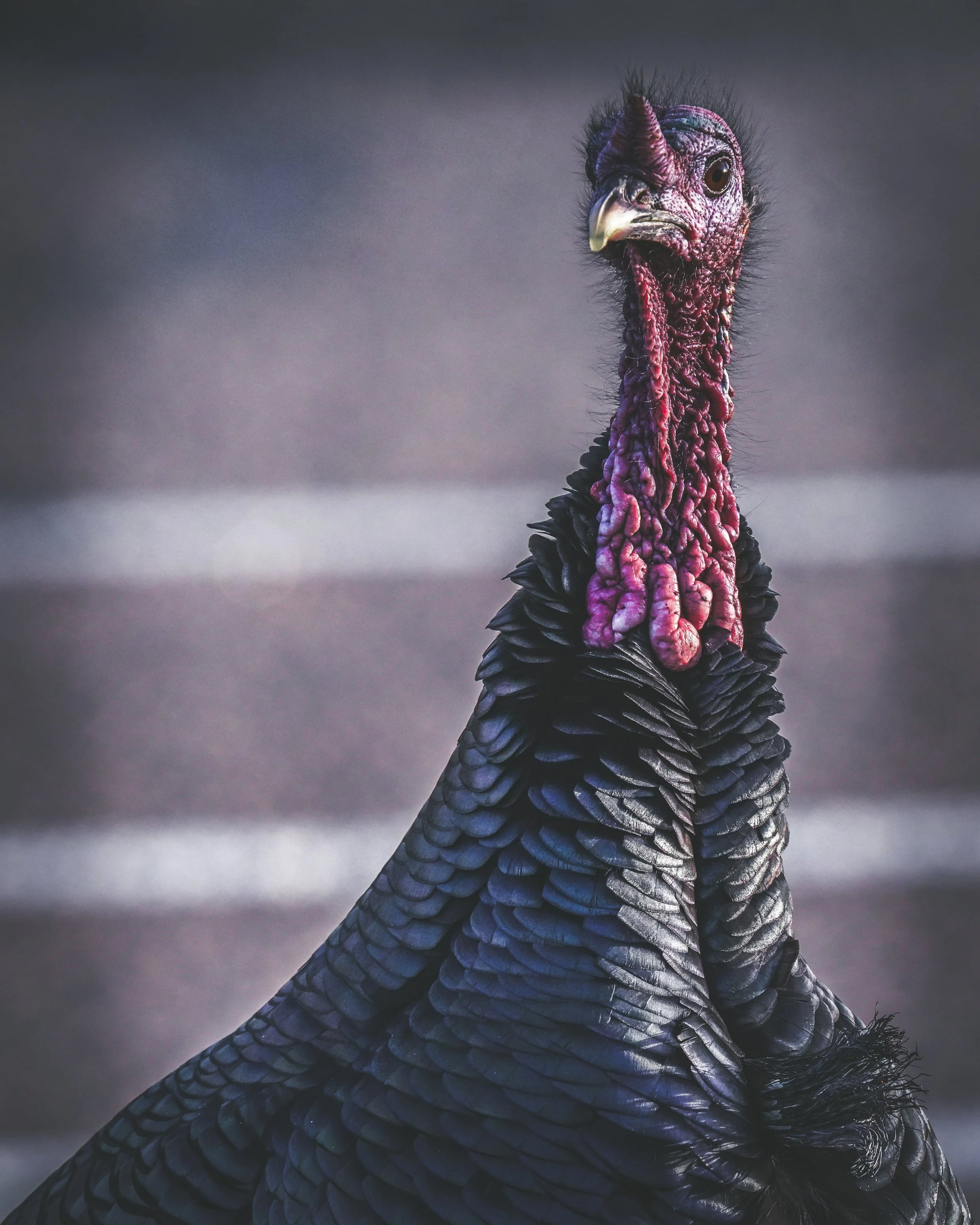 Turkey Tom