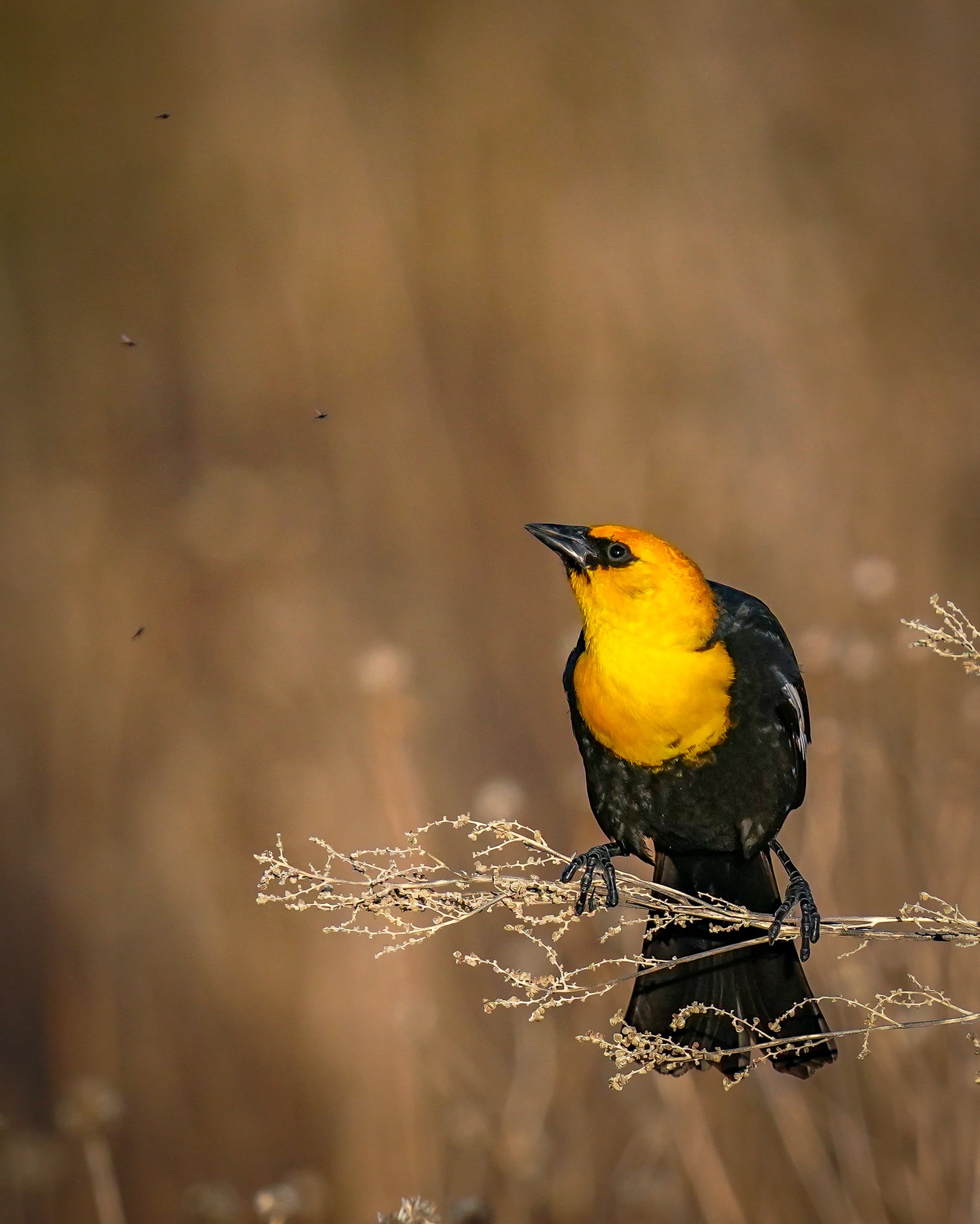 Yellow-headed Blackbird
