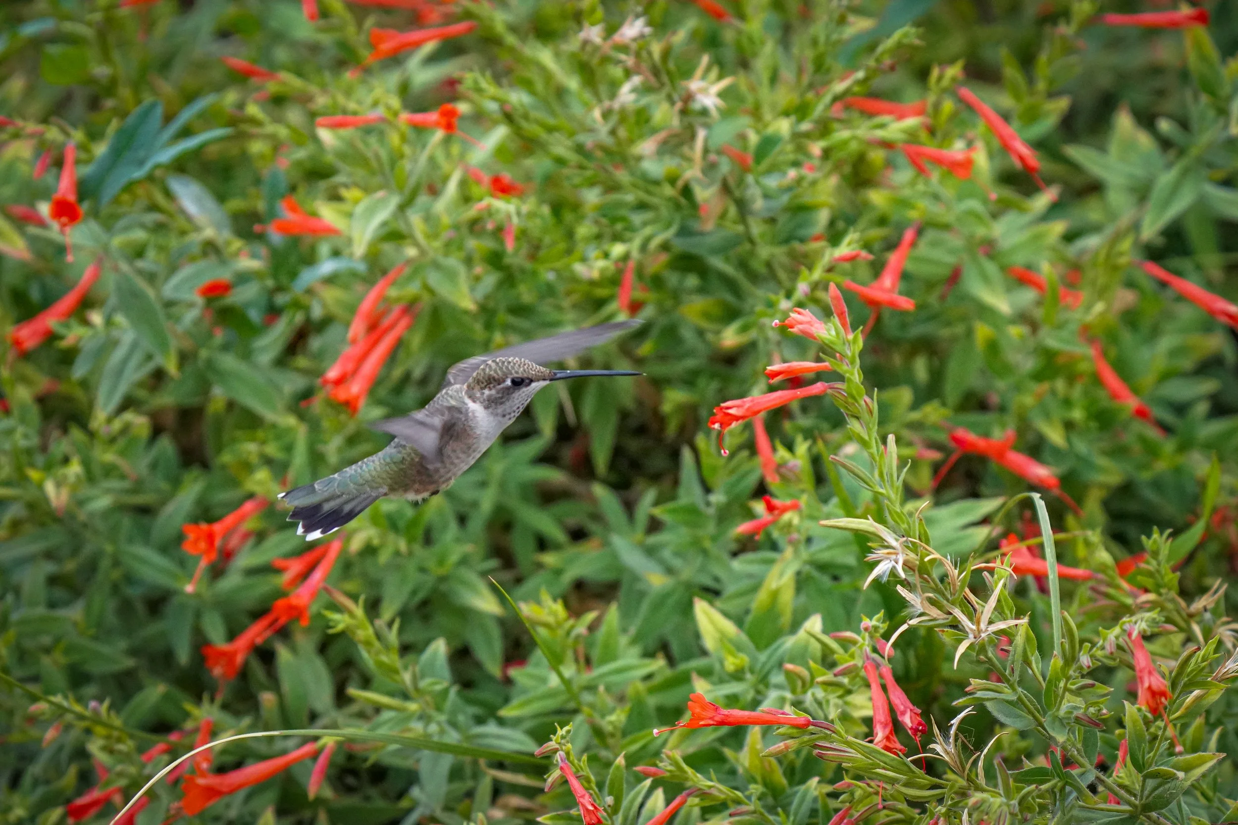 2024-08-24-kingery-nature-center-host-table-broadtailed-hummingbird-laura-sheets-2.jpg
