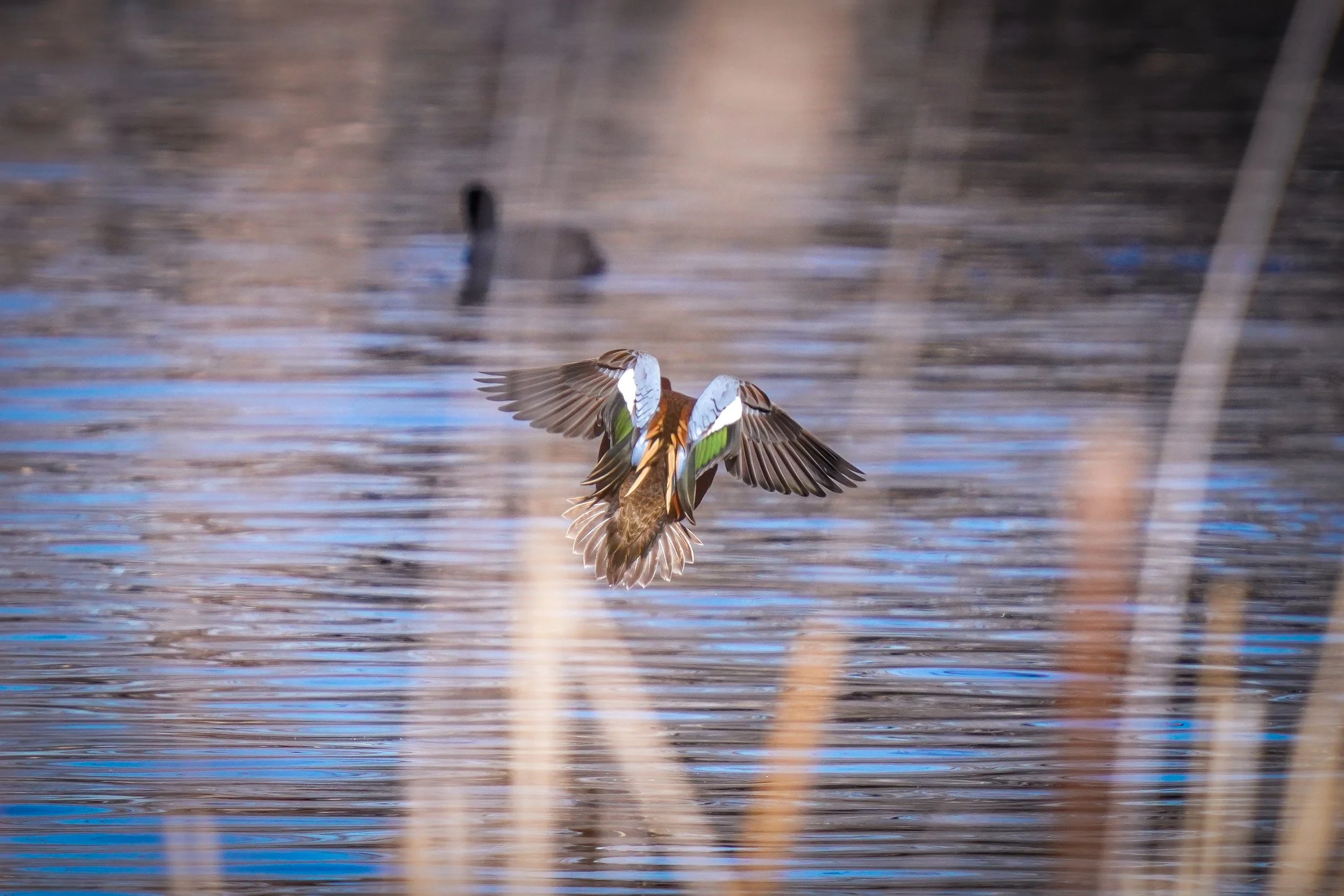 Cinnamon Teal drake landing