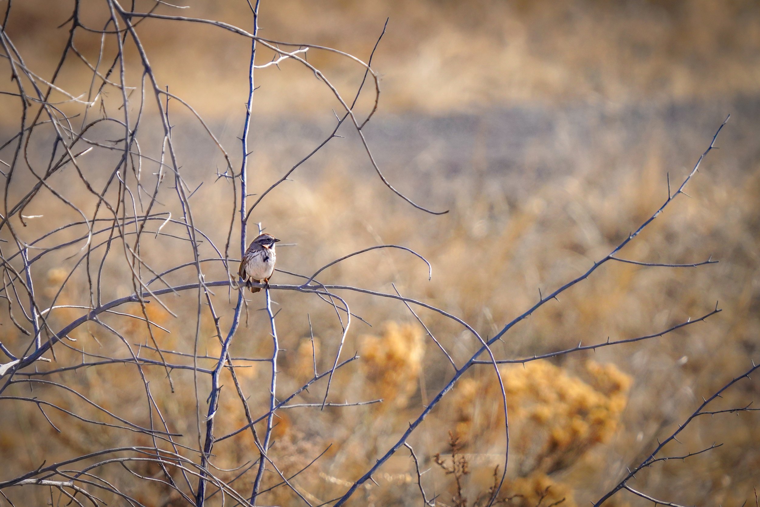 Song Sparrow