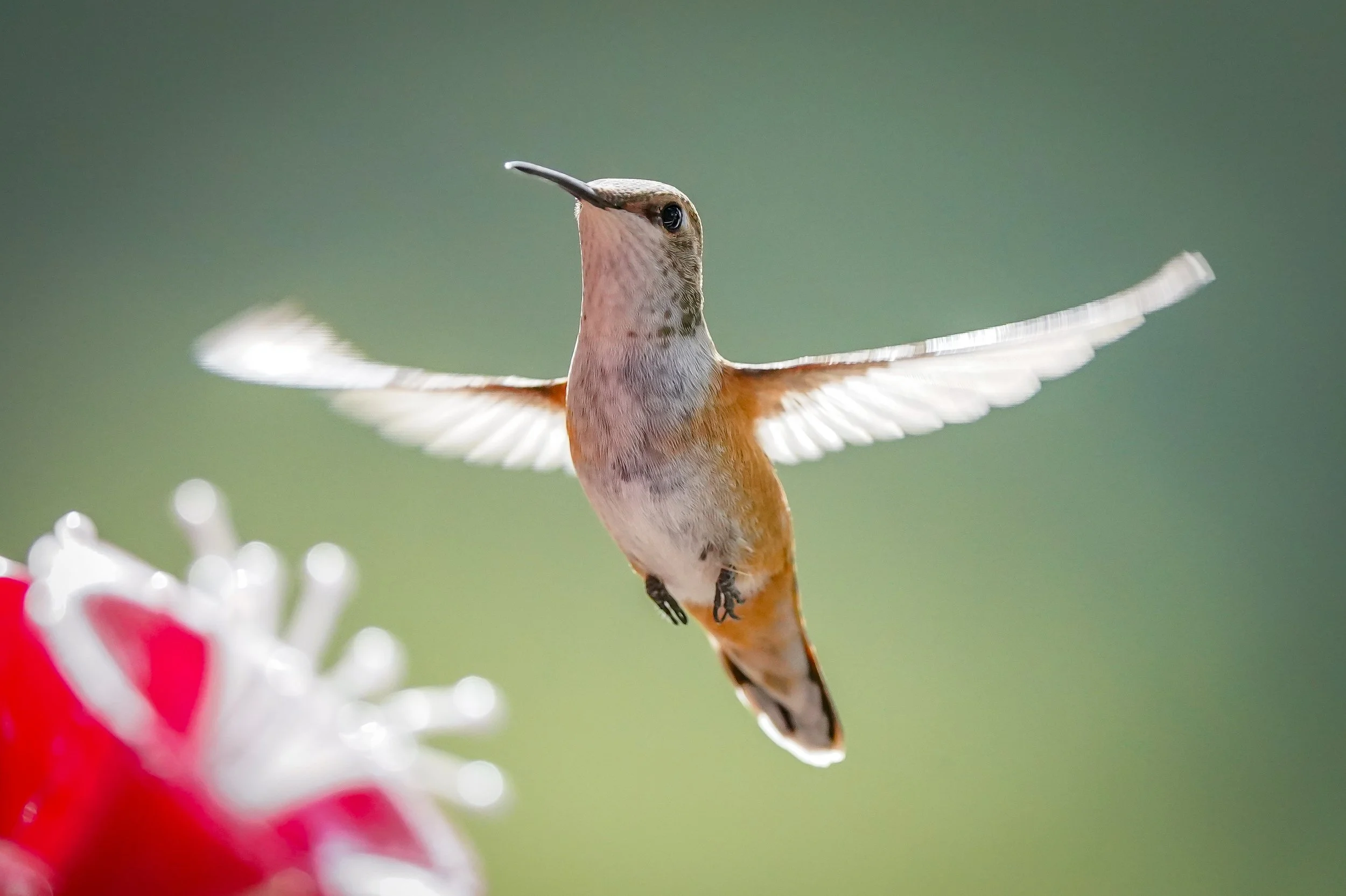 Rufous Hummingbird (female)