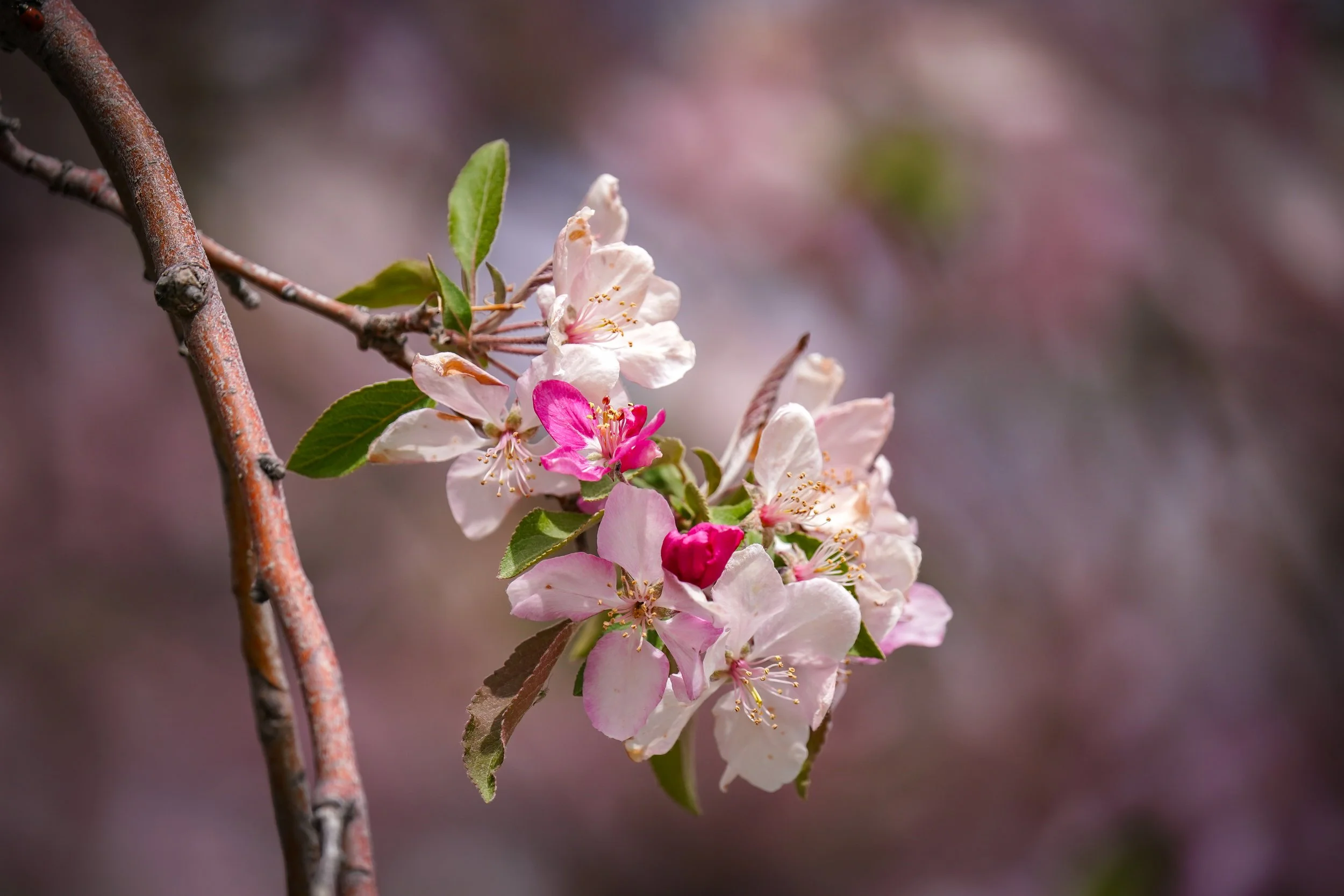 Spring blossoms