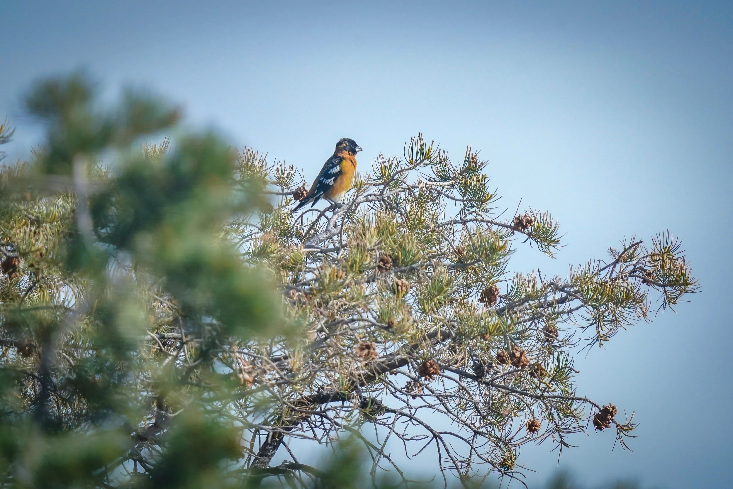 Black-headed grosbeak