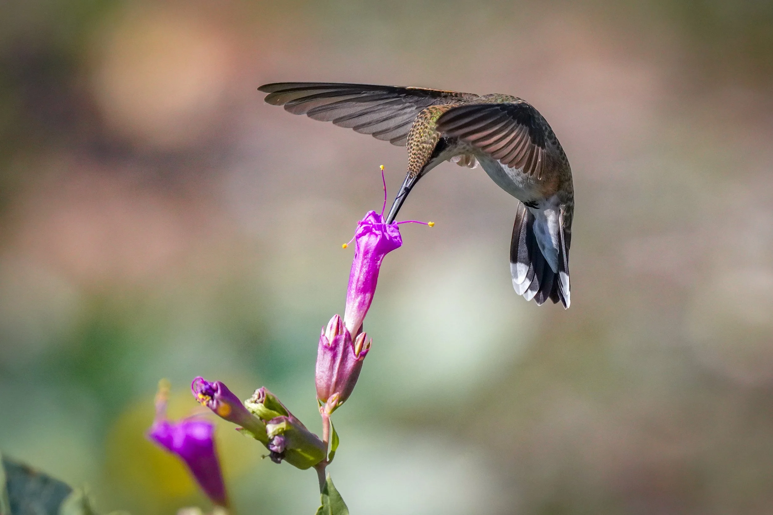 Black-chinned Hummingbird