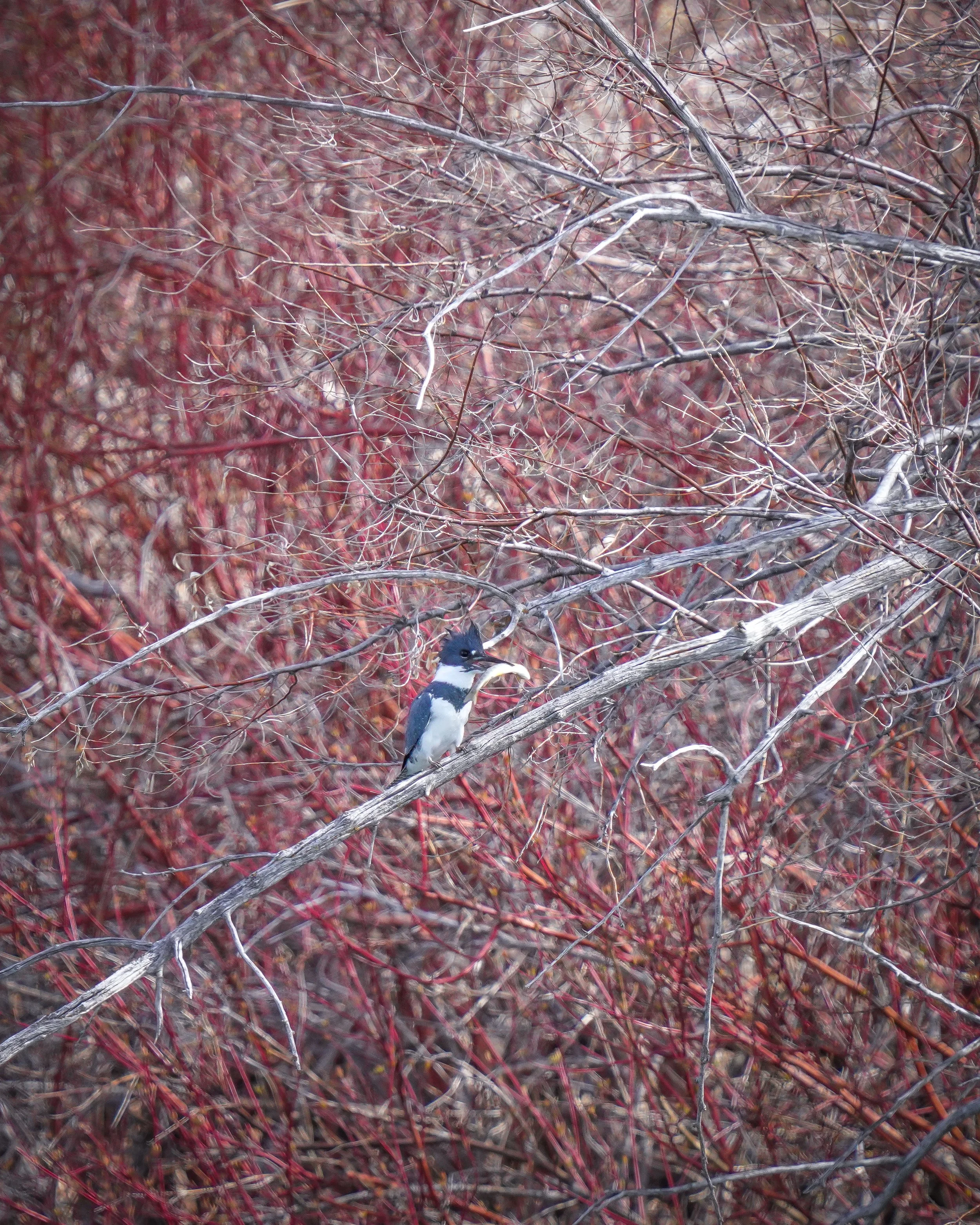 Belted Kingfisher with breakfast