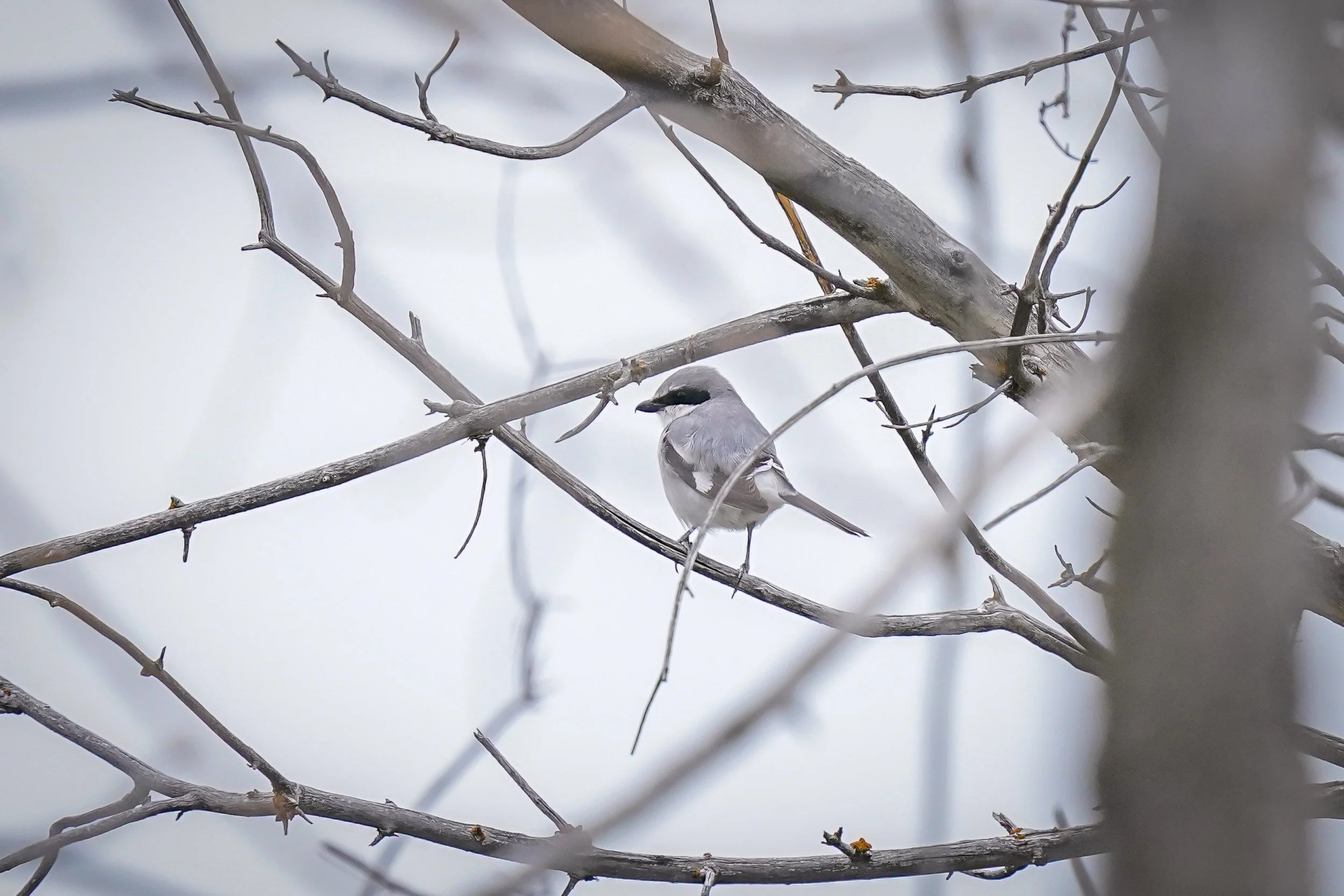 Loggerhead Shrike