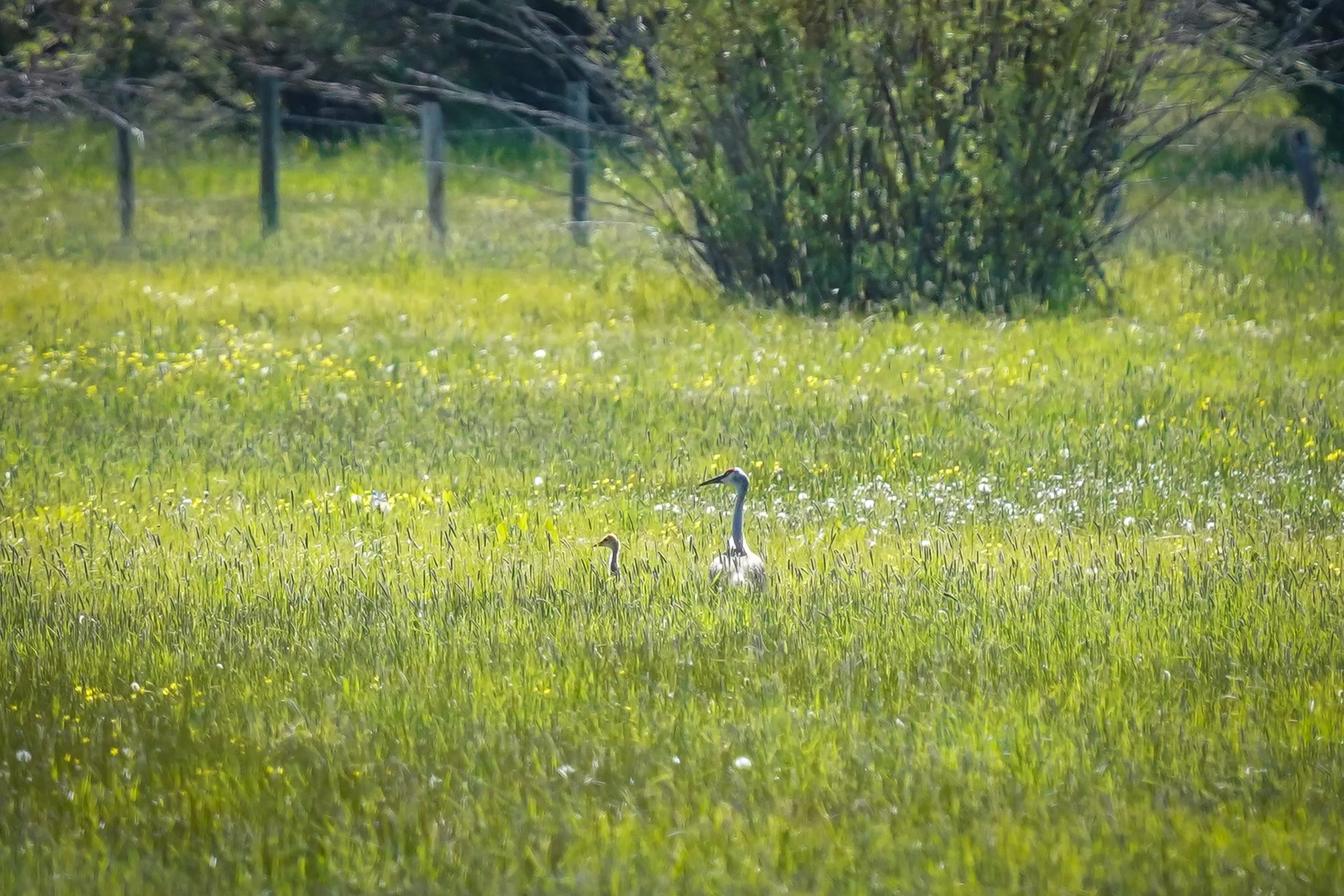 Sandhill Crane parent and colt at Gray's Lake National Wildlife Refuge - the largest number of nesting Sandhill Cranes (in the world) are found here!
