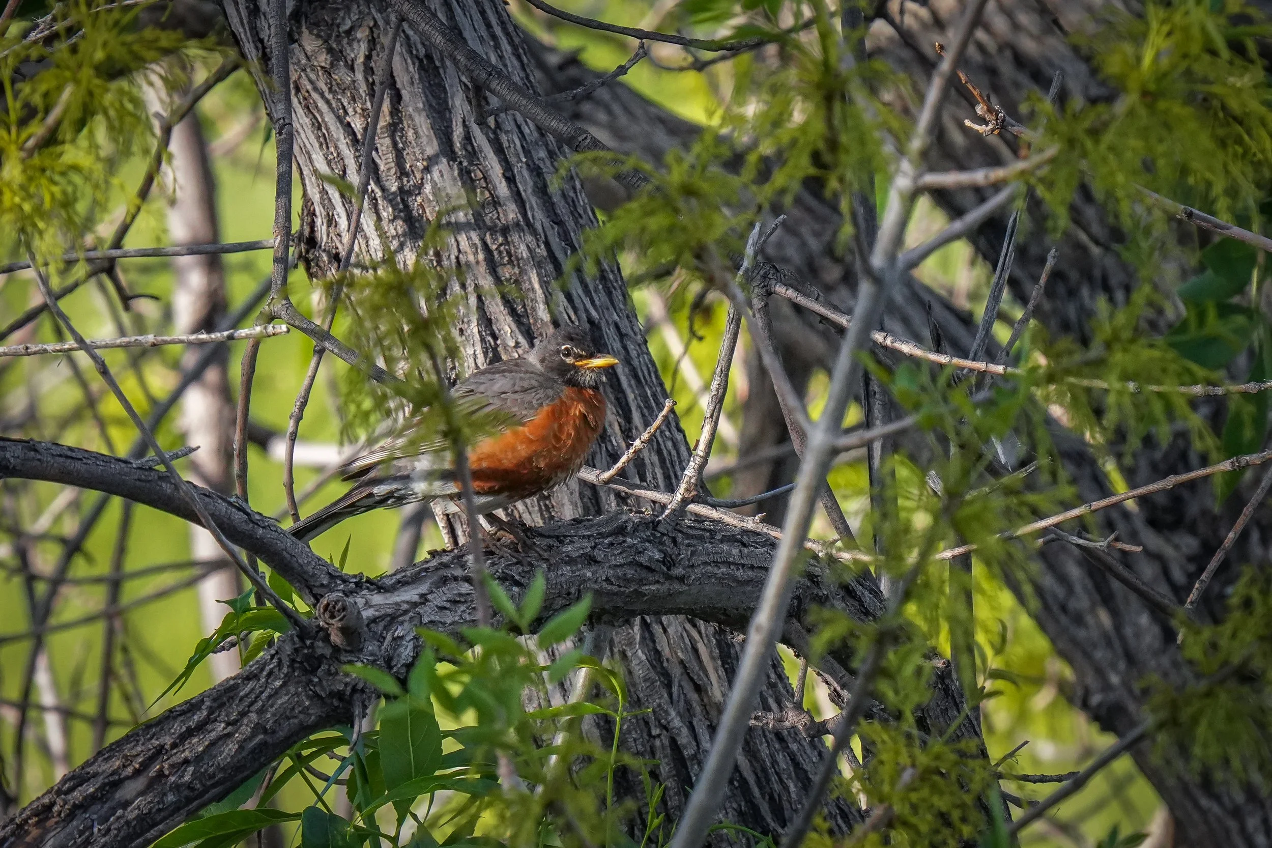 American Robin