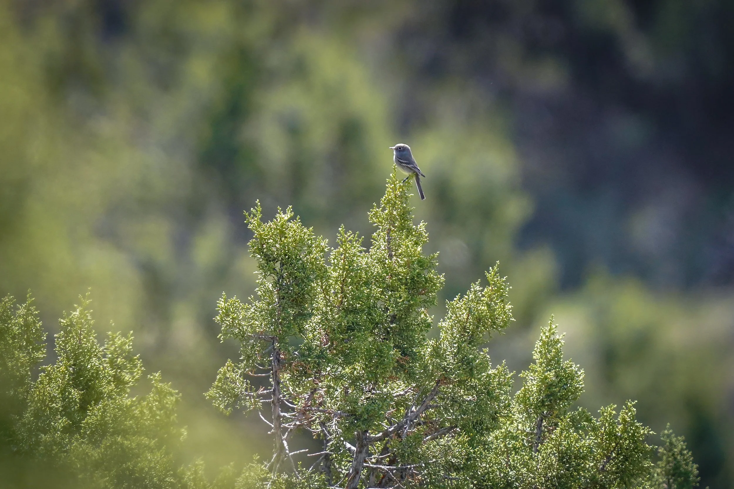 Gray Flycatcher