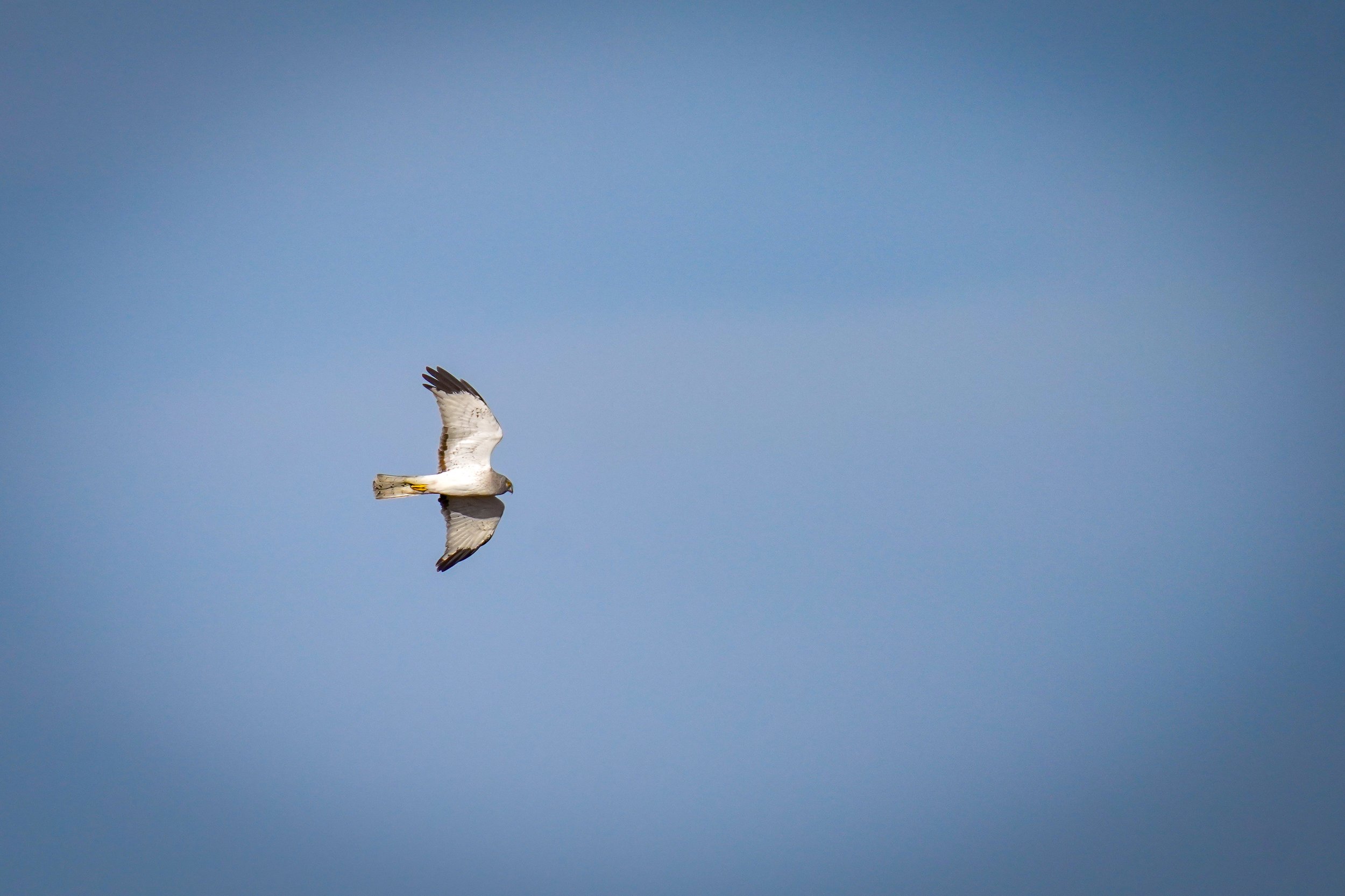 Northern Harrier - a.k.a. The Gray Ghost