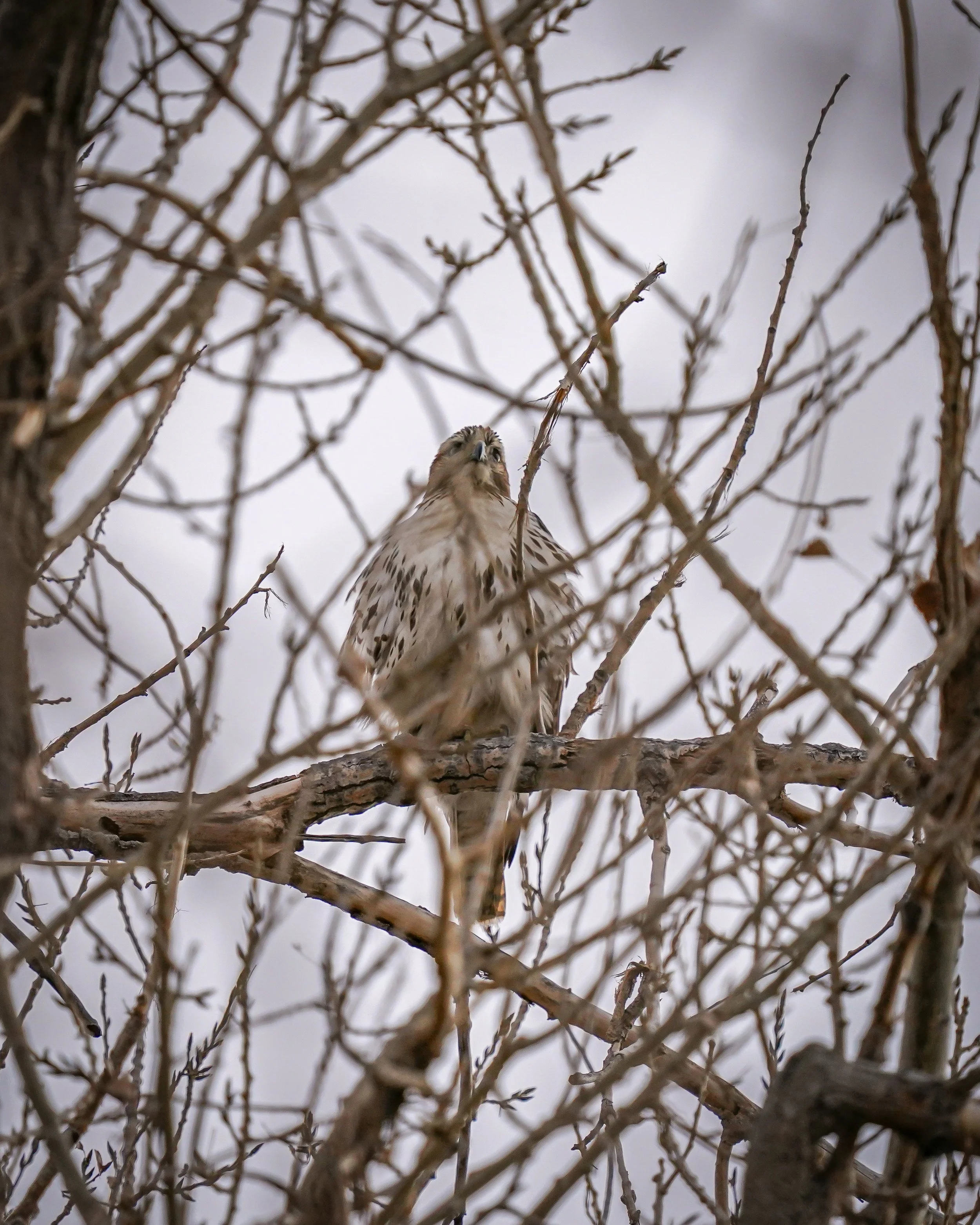 Red-tailed hawk