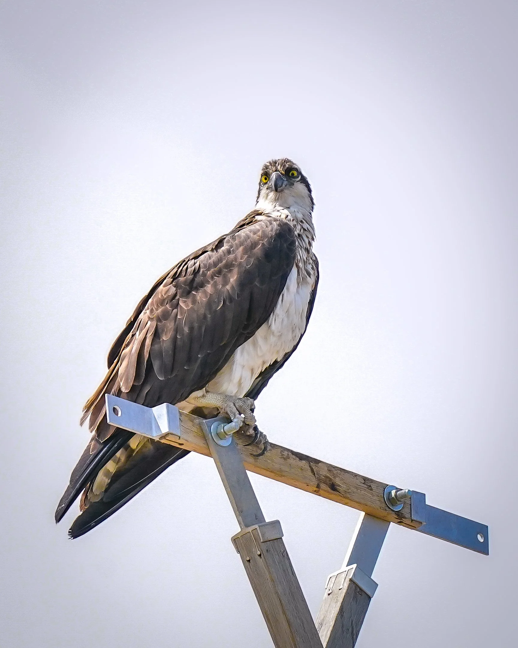Osprey