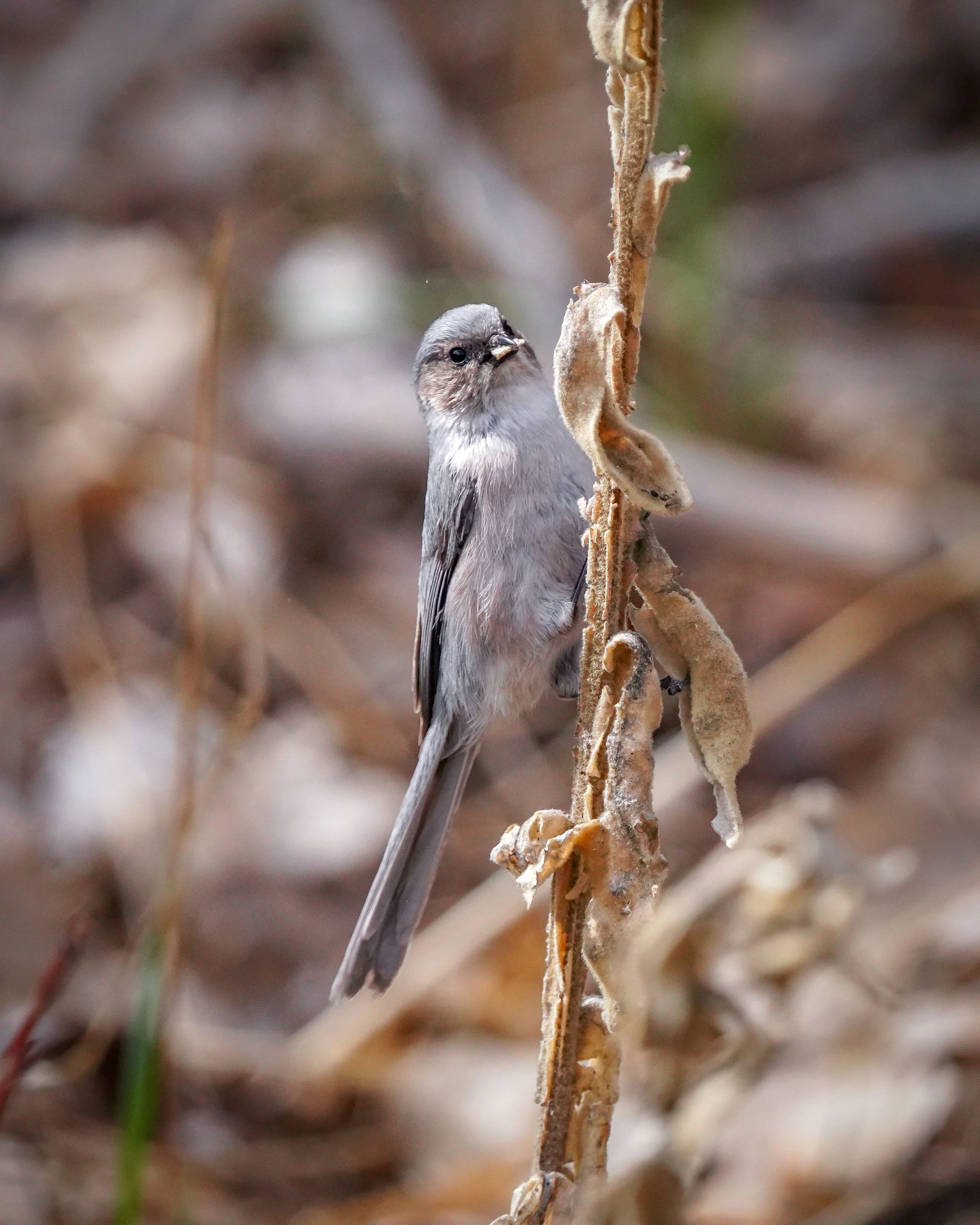 Bushtit (male) gathering nesting material