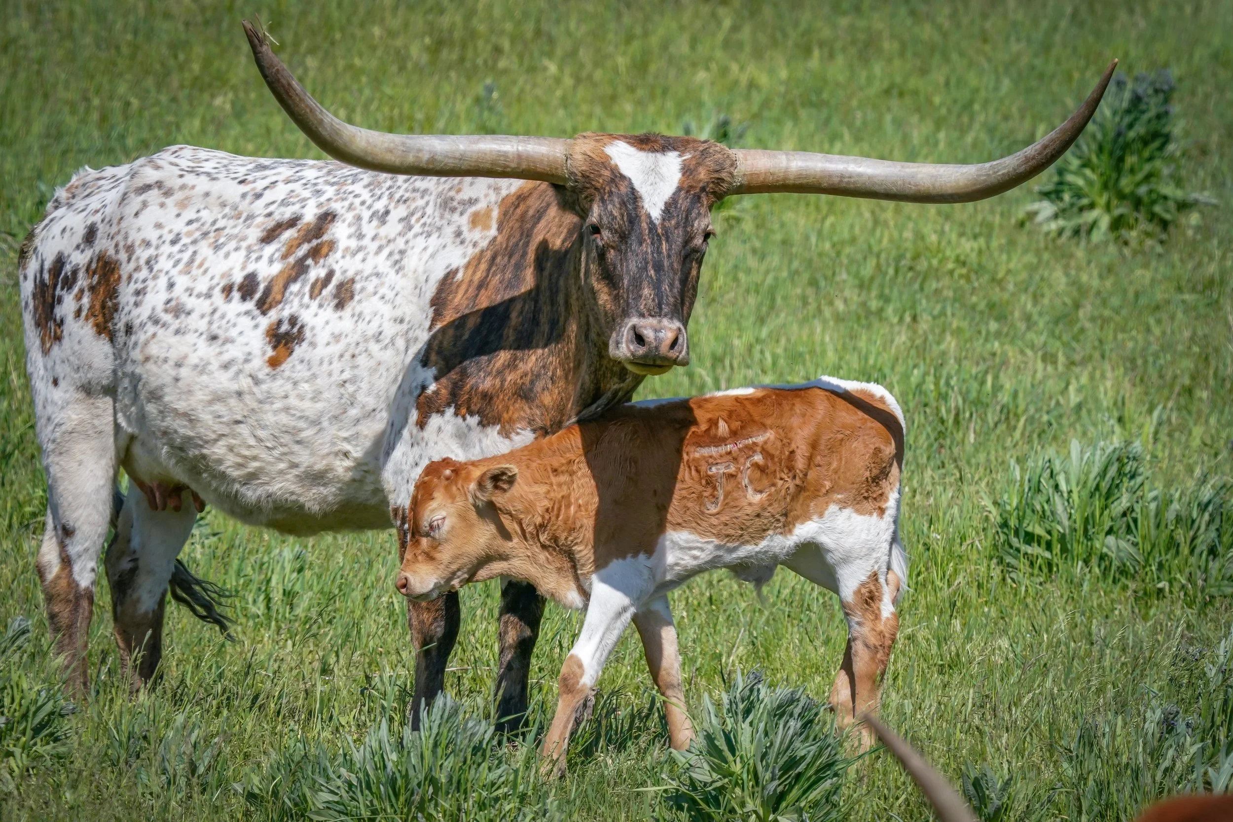 Proud mama Longhorn