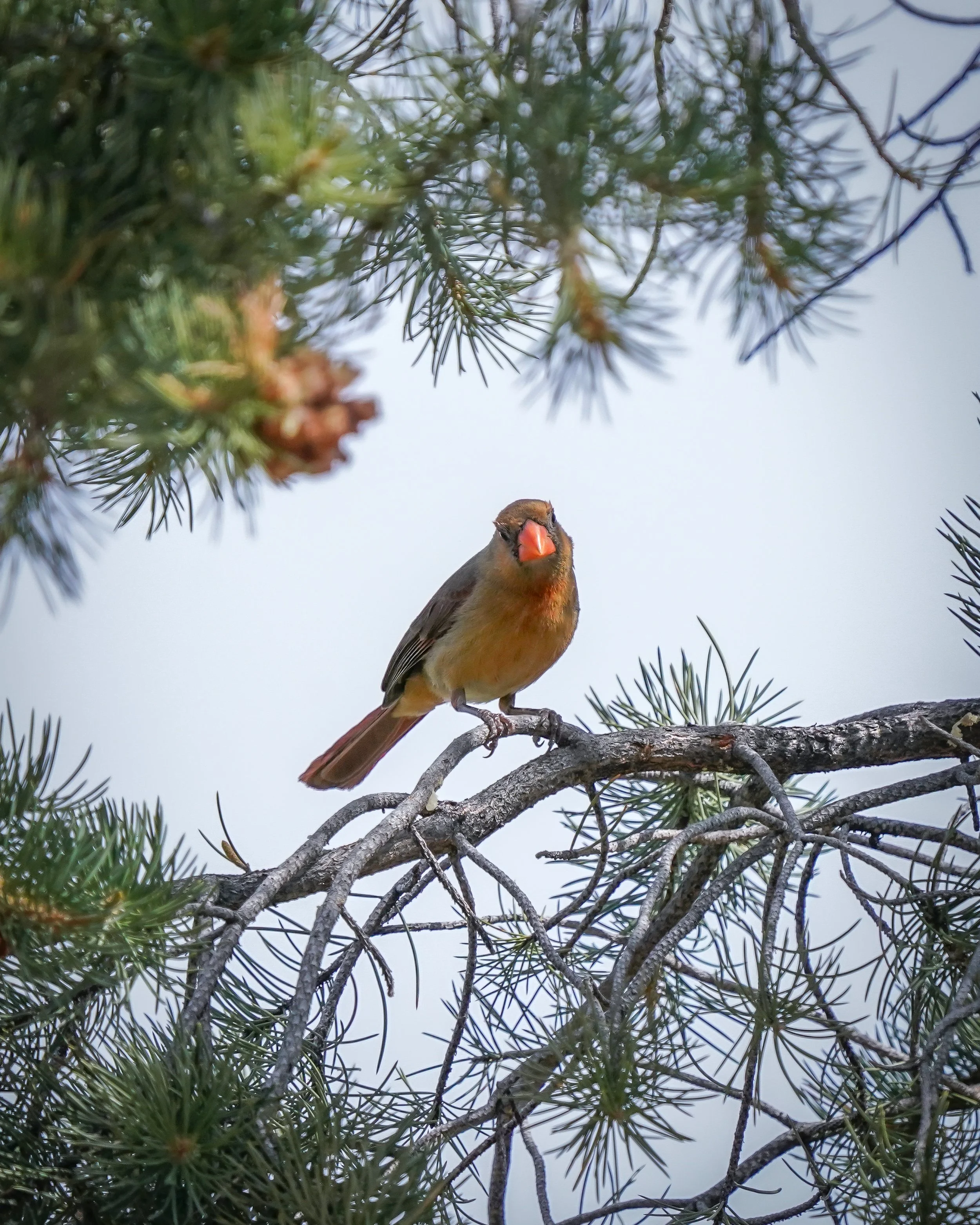 Northern cardinal