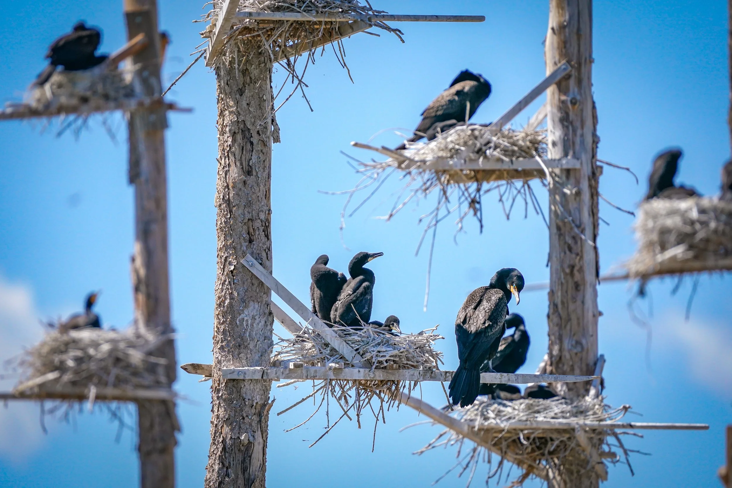 Double-crested Cormorants in their colony