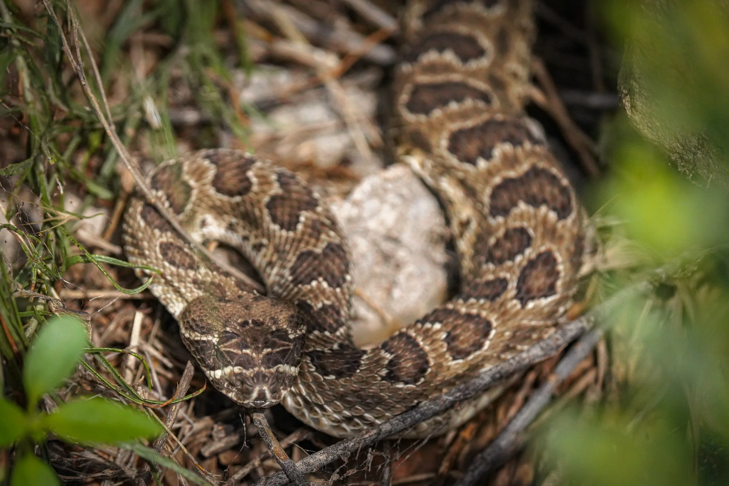 2024-08-24-kingery-nature-center-host-table-rattlesnake-laura-sheets-5.jpg