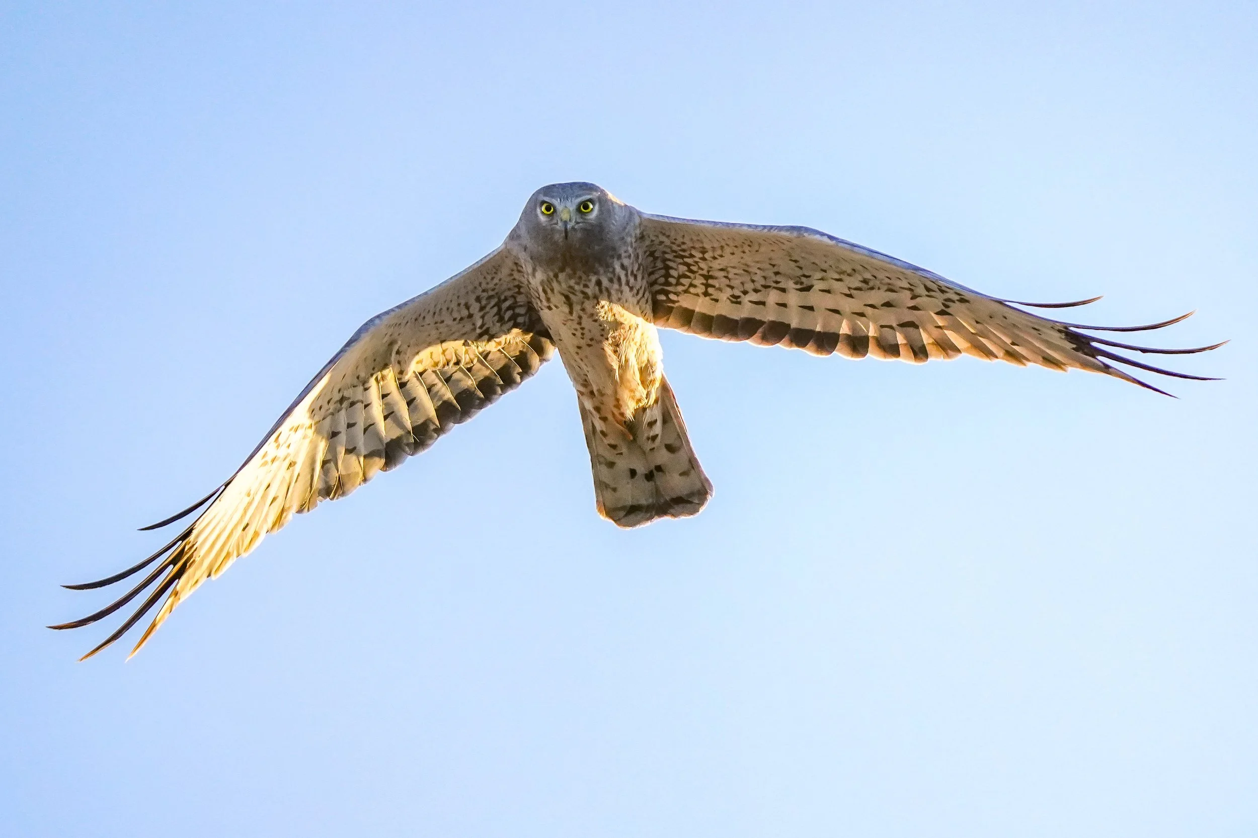 Northern Harrier