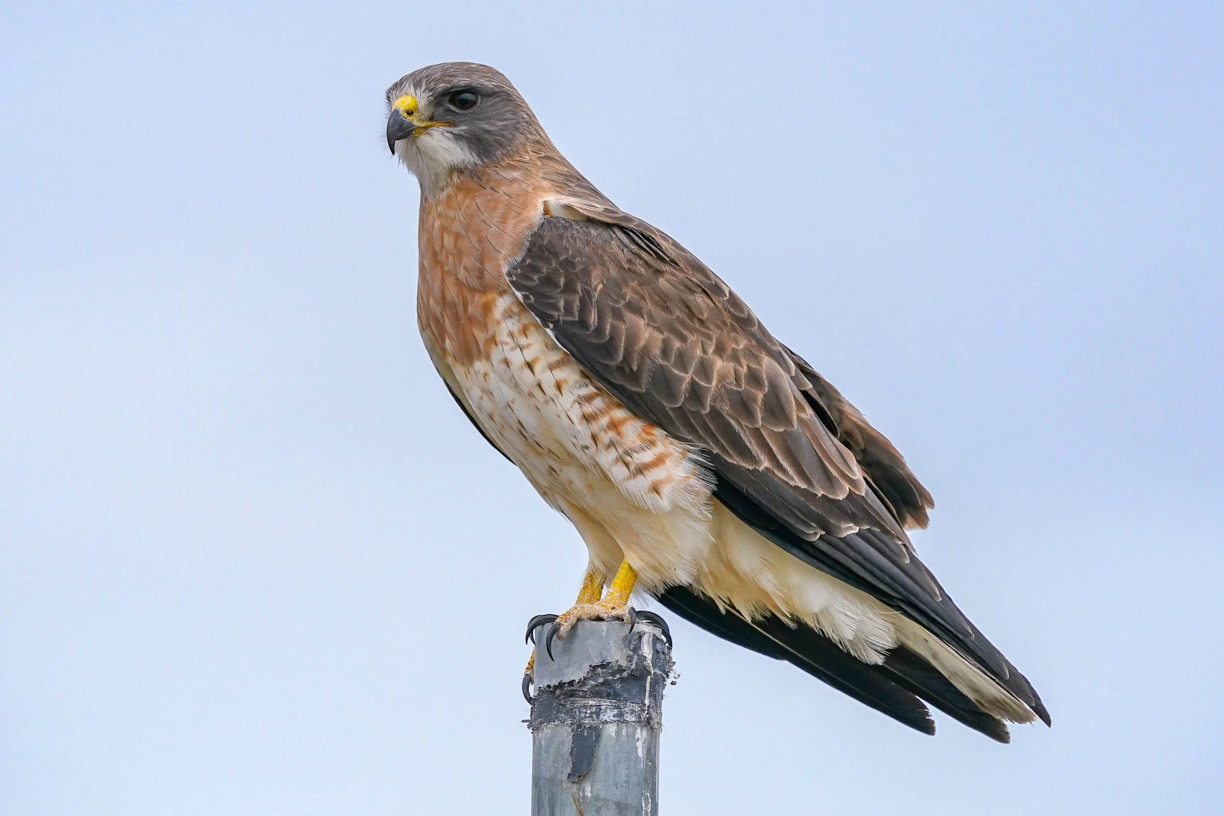 Swainson's Hawk