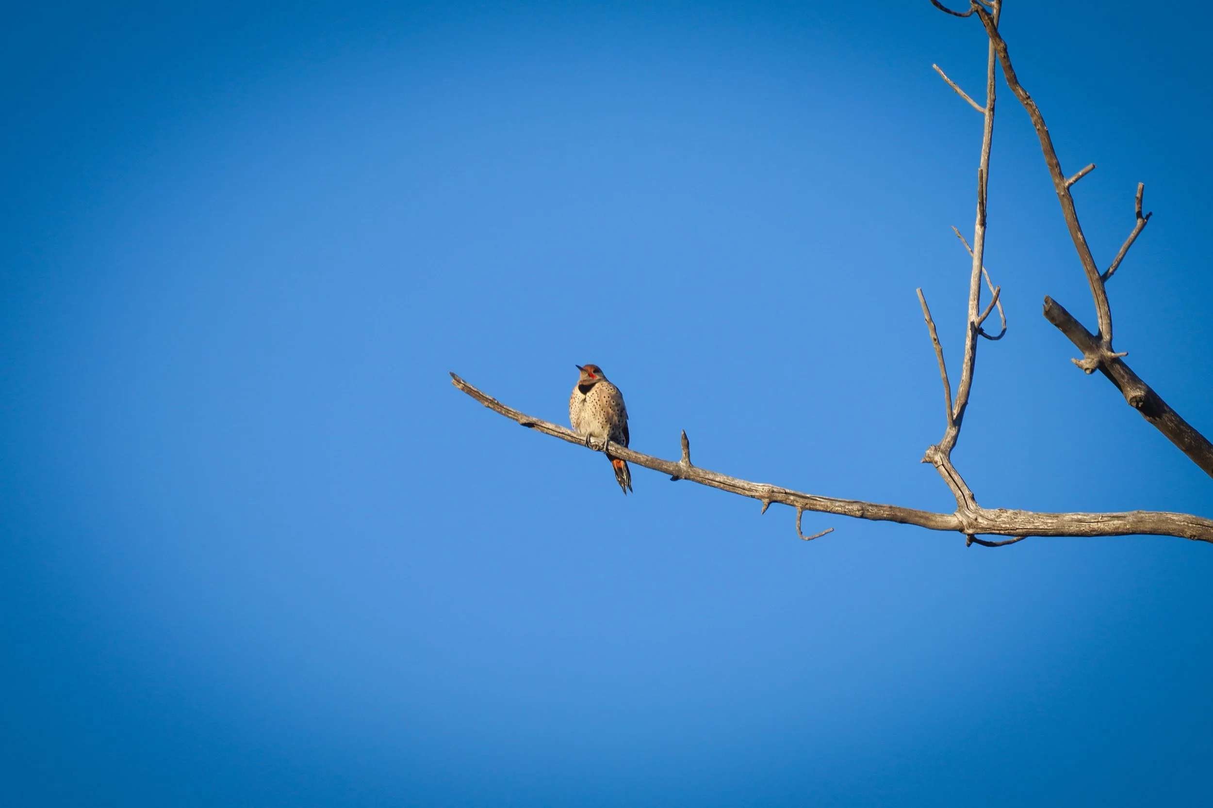 Northern Flicker basking in the setting sun
