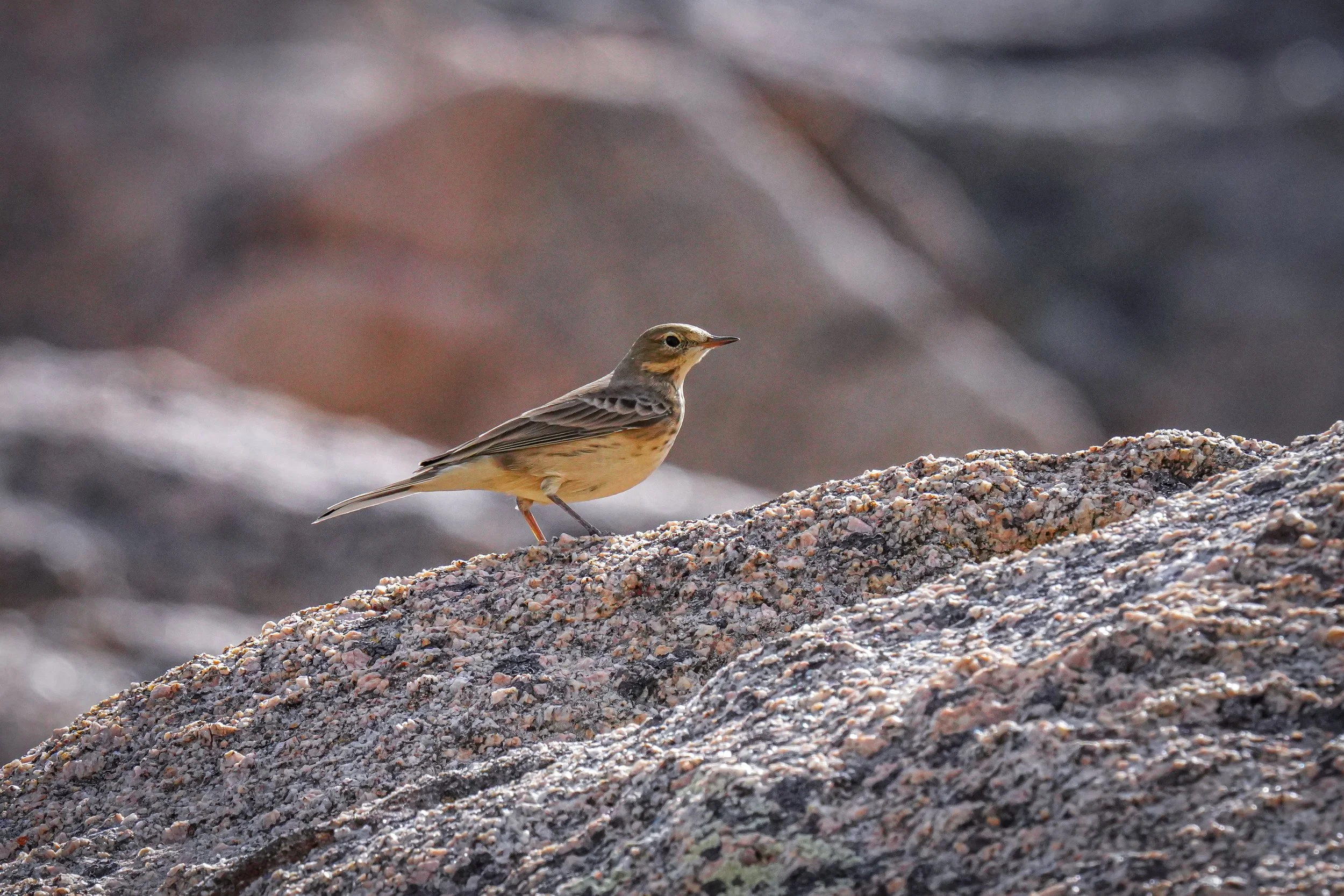 American Pipit