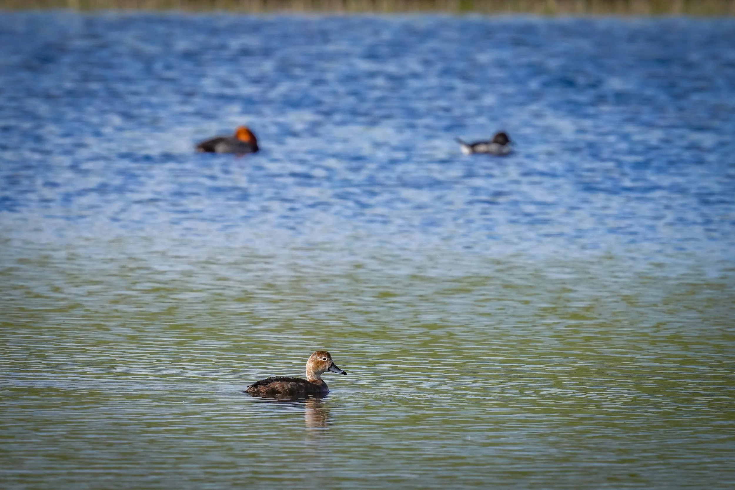 Redhead female